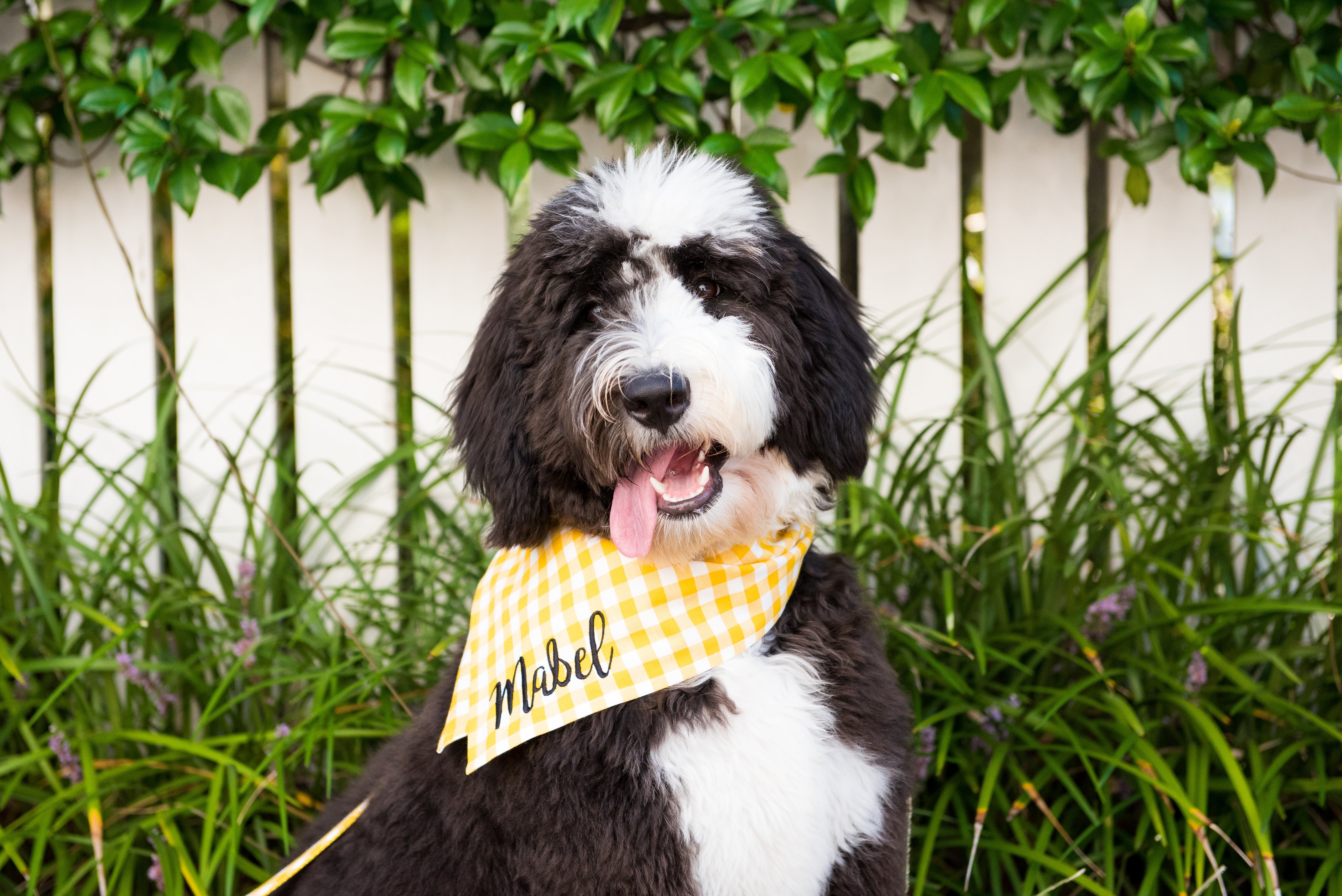 Classic Patterns Dog Bandanas