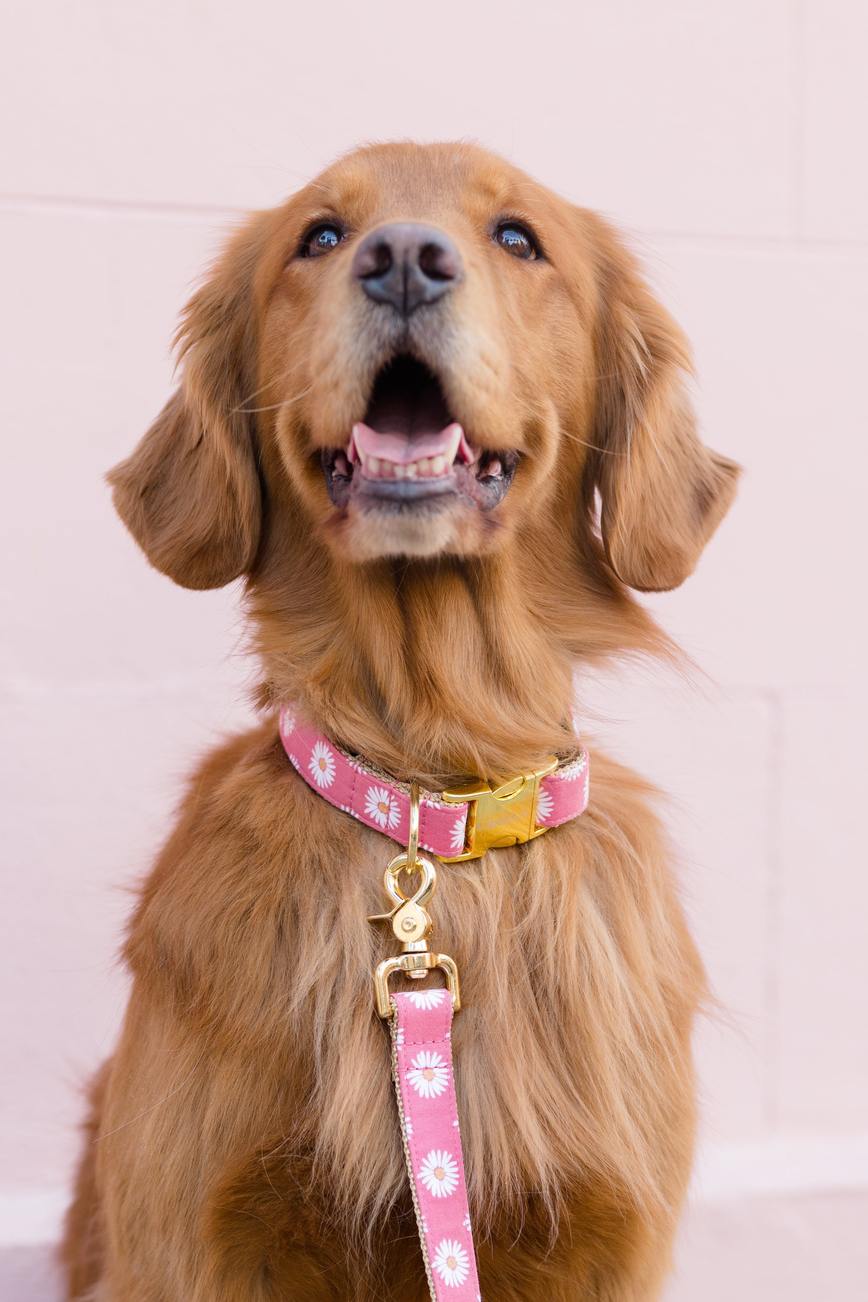 Summer of Color Collars