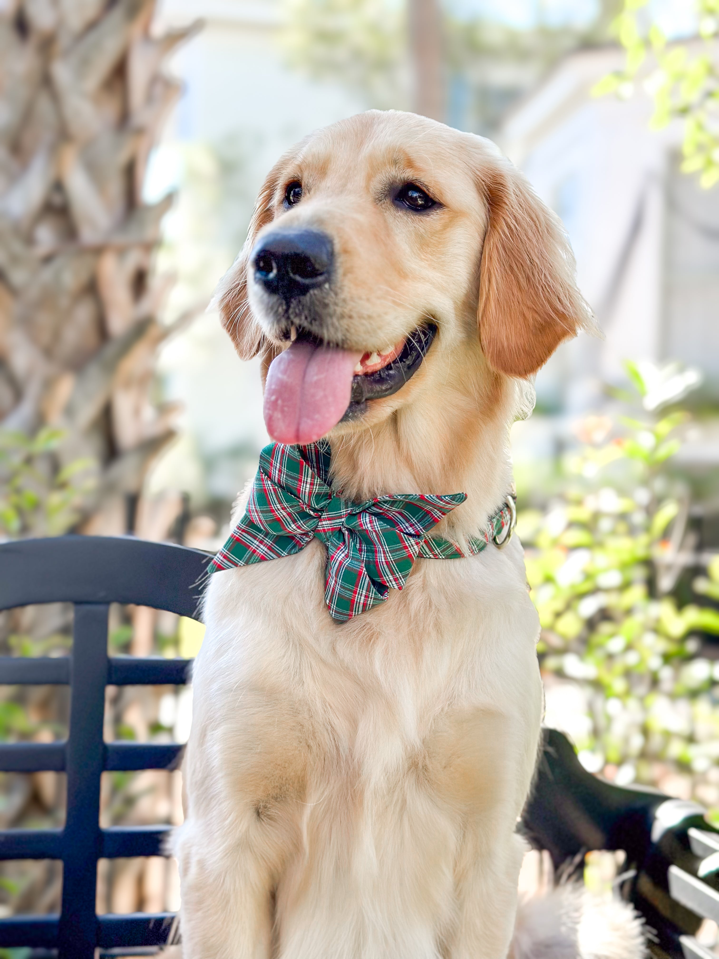 New Belle Bow Collars