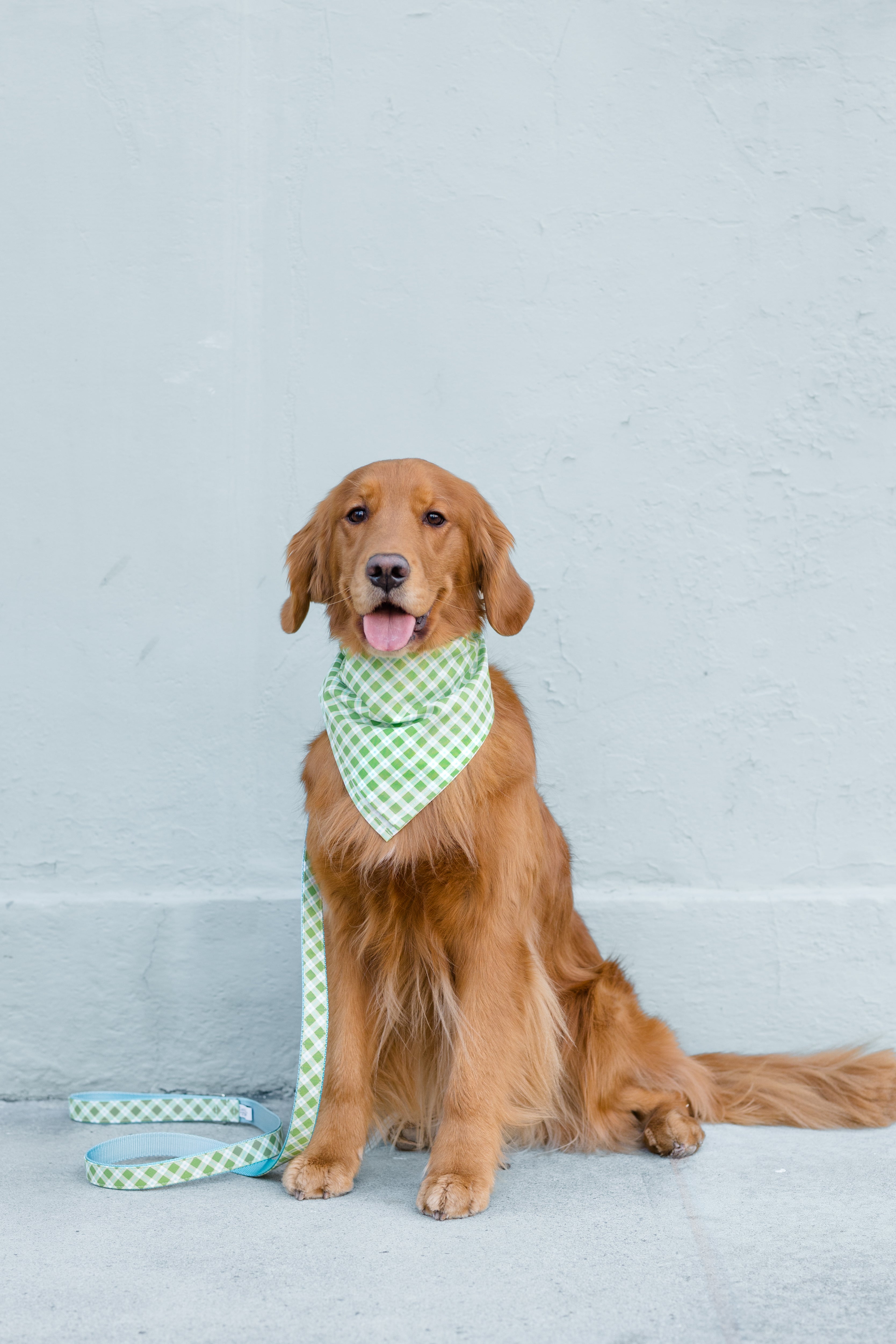 A golden retriever sitting on a sidewalk against a pale blue wall, wearing a green and white checkered bandana with a matching leash.