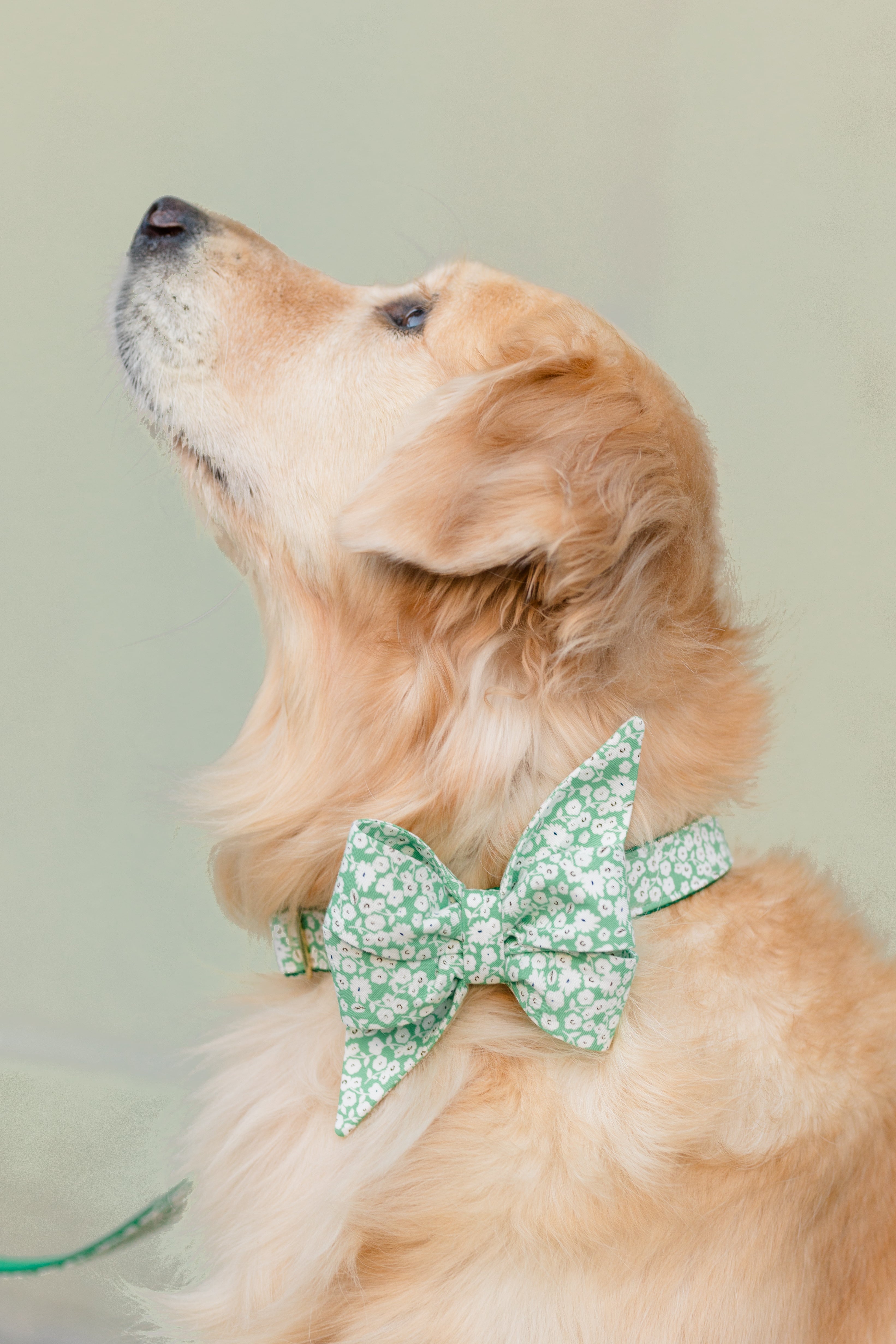 St. Patrick's Day Belle Bow Collars
