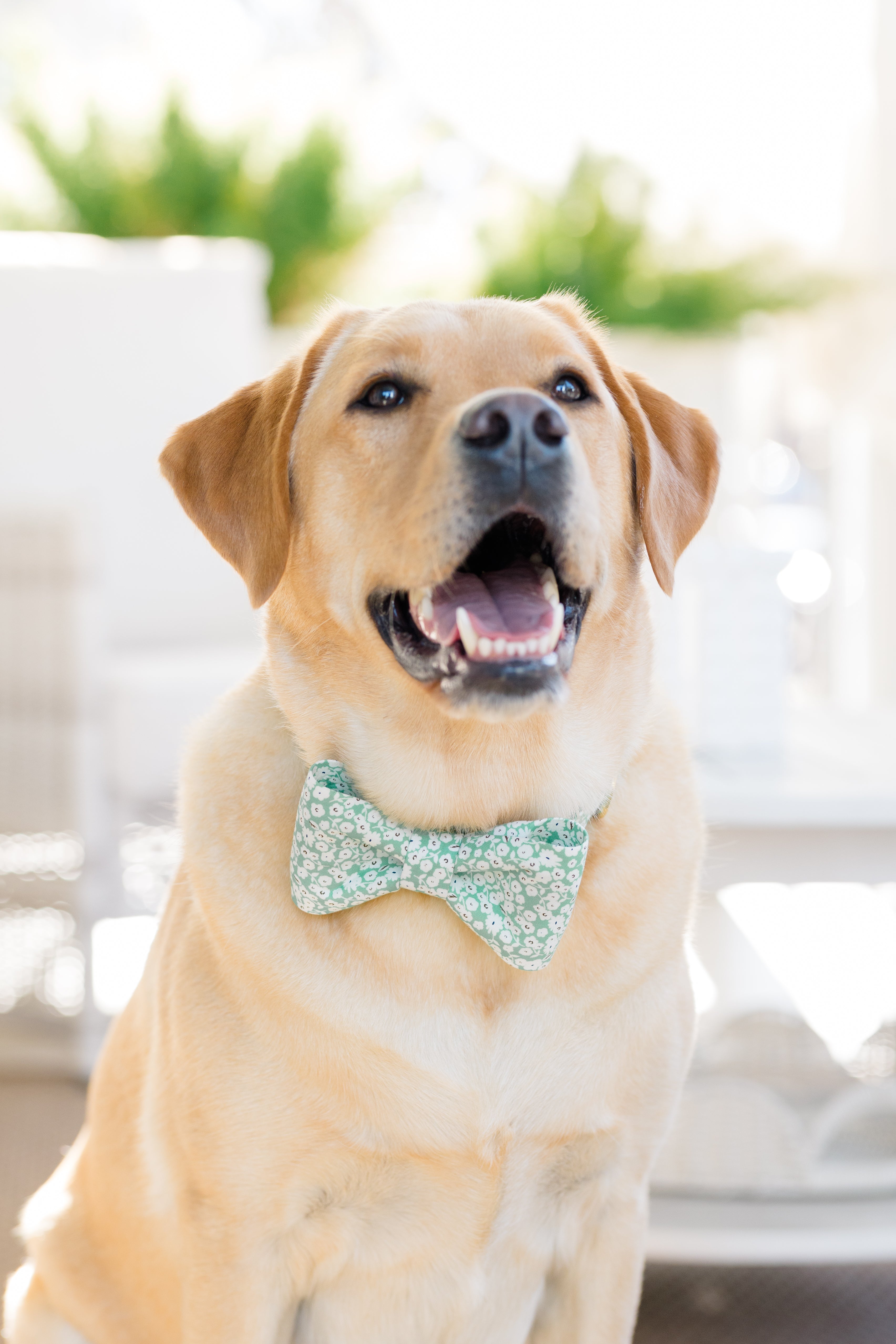 St. Patrick's Day Bow Tie Collars