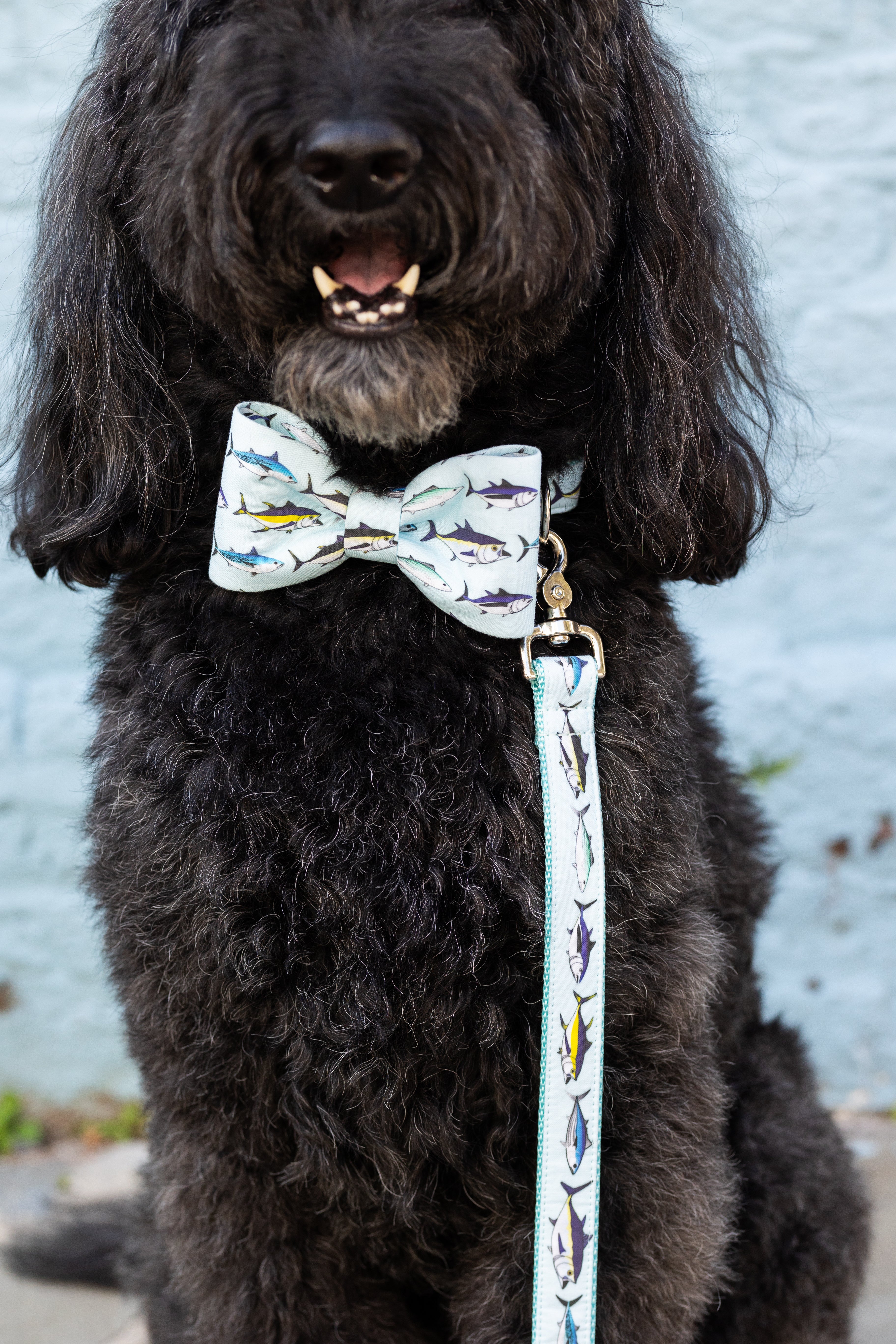 Fun Prints Bow Tie Dog Collars