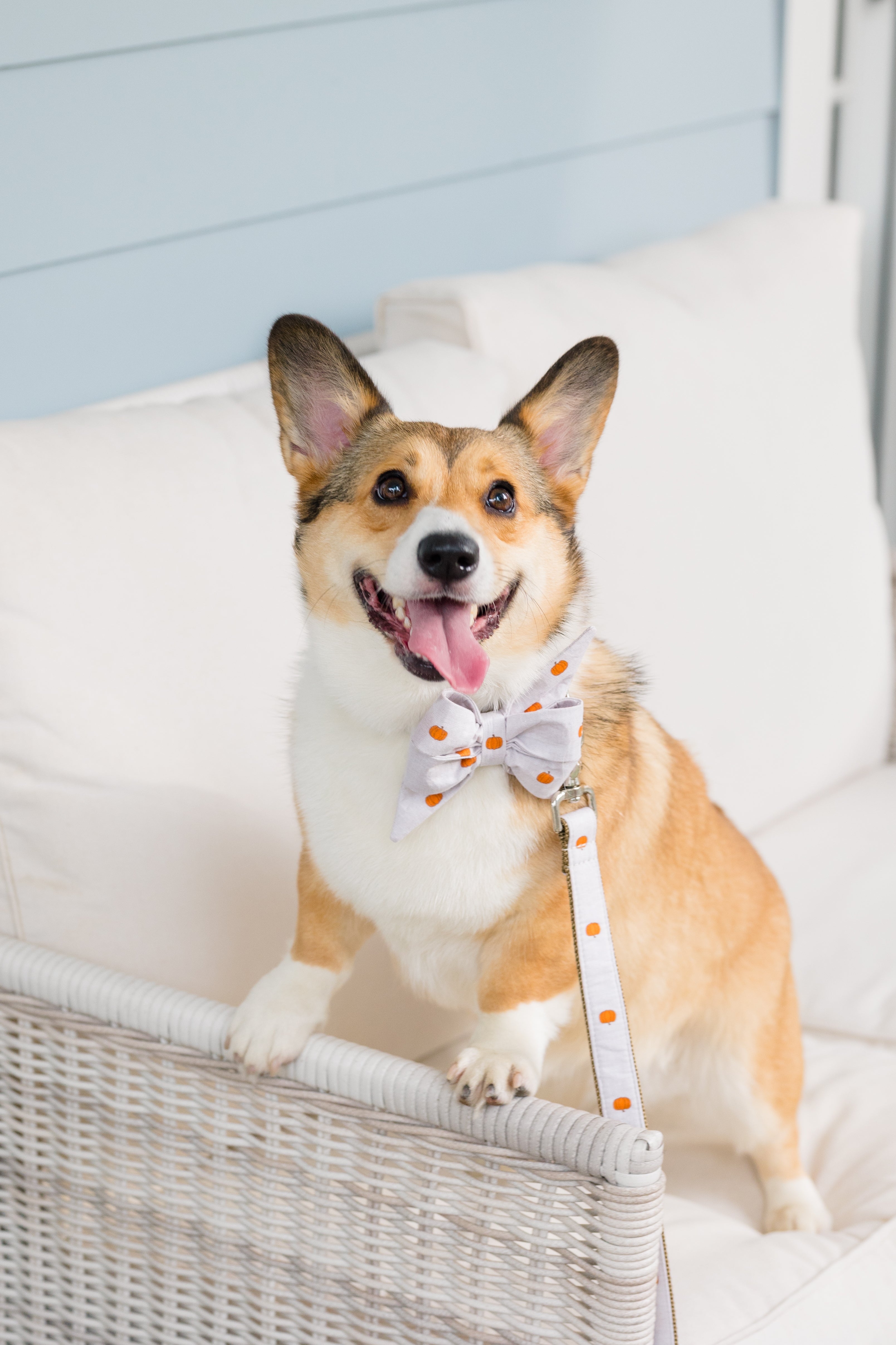 Fun Prints Belle Bow Dog Collars