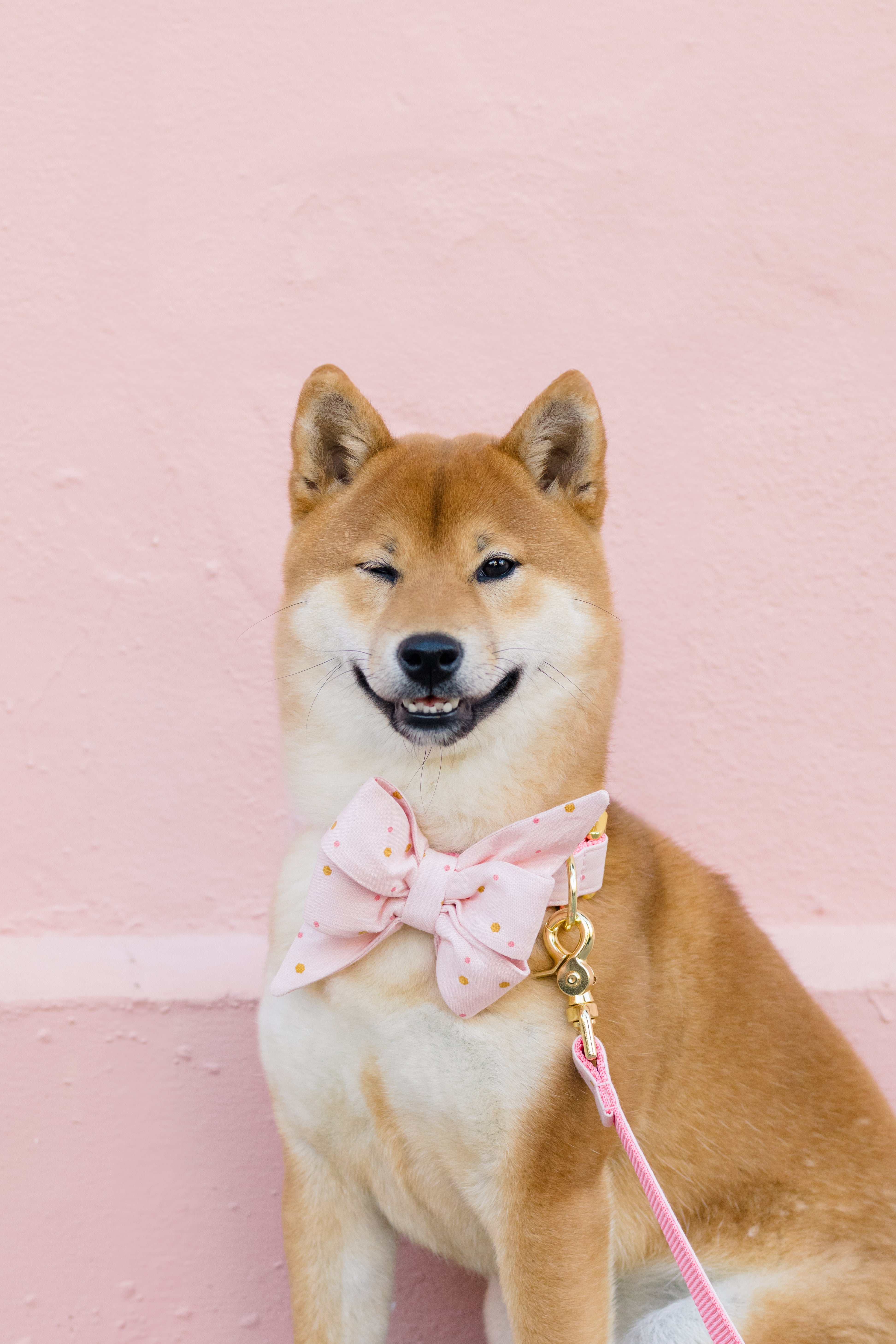 Pretty Party Collection