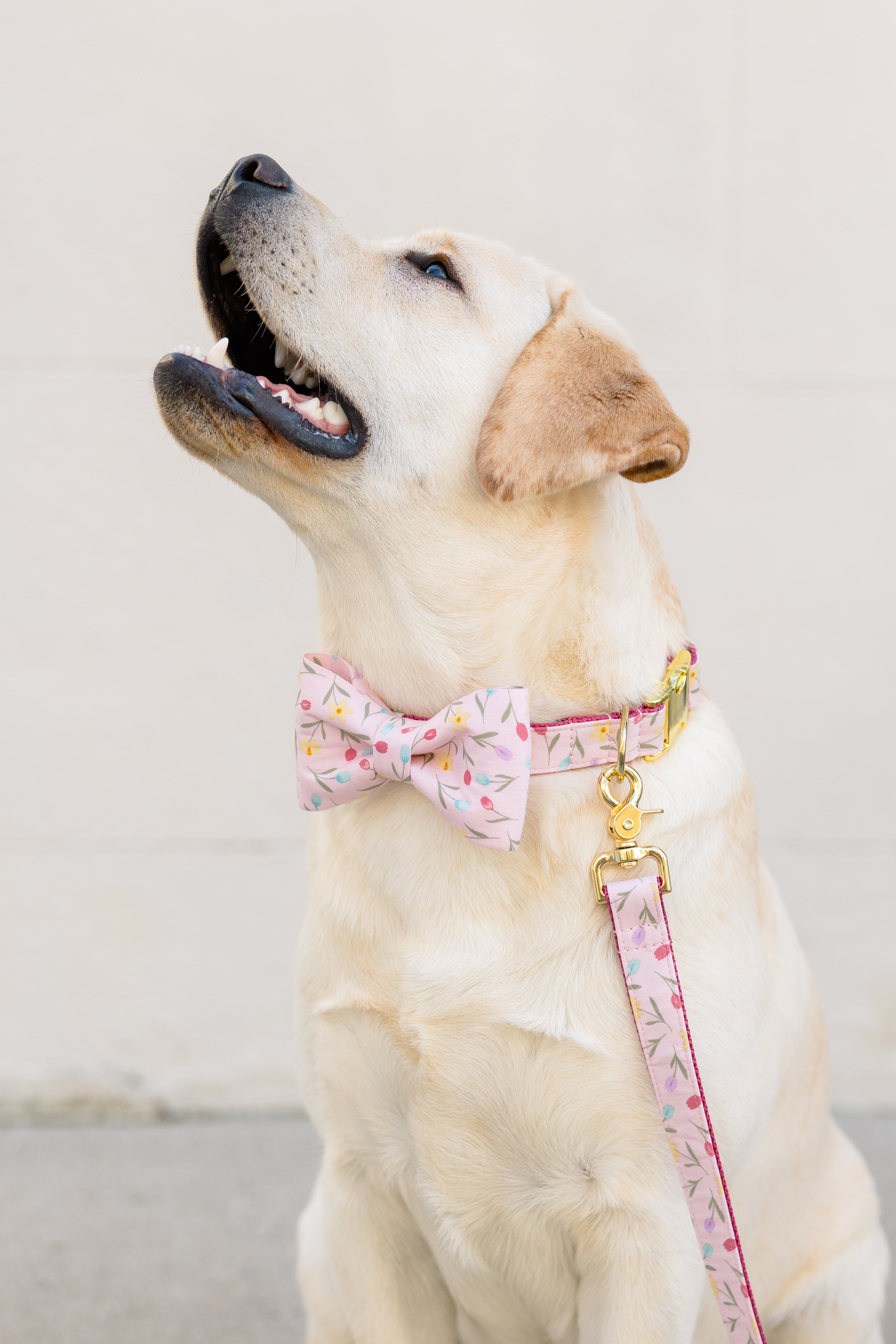 Spring Bow Tie Collars