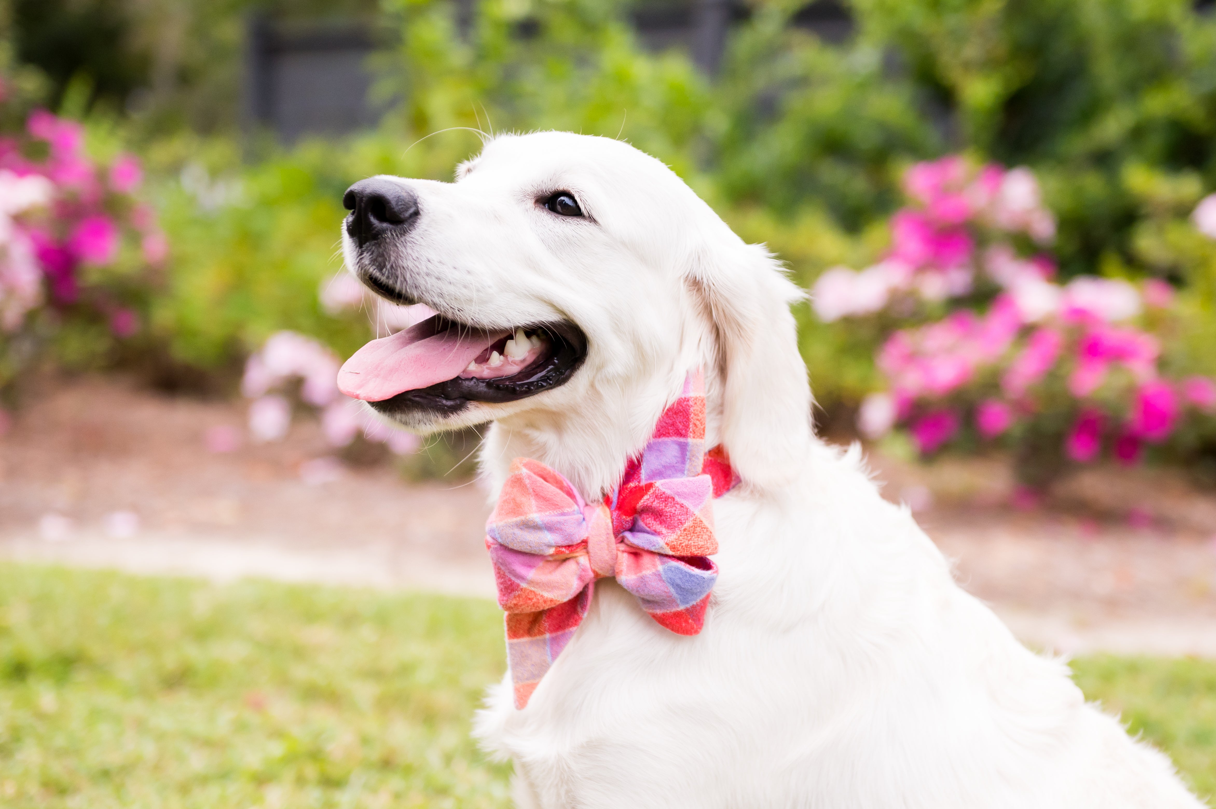 Fall Favorite Belle Bow Dog Collars