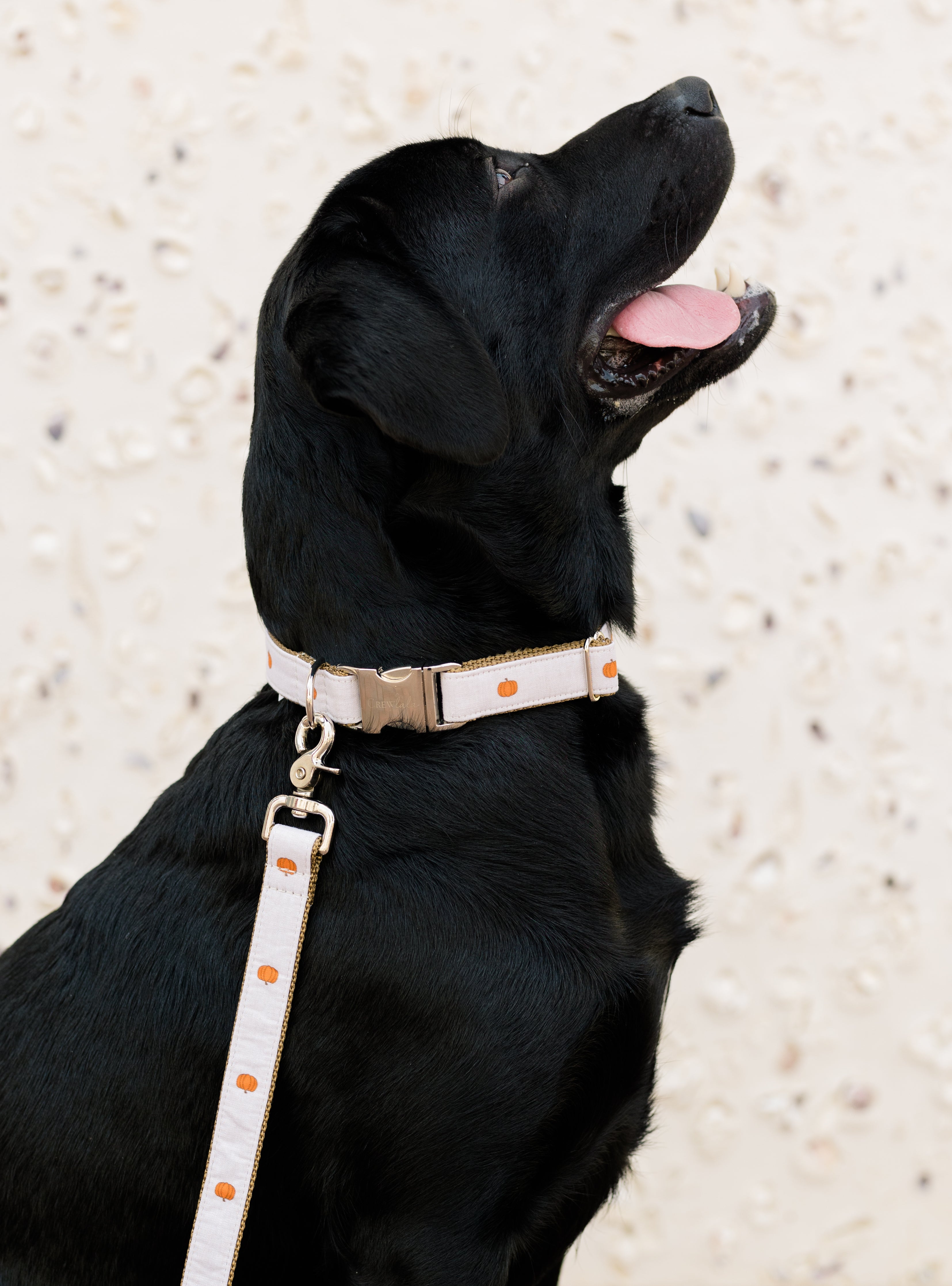 Fun Prints Dog Collars