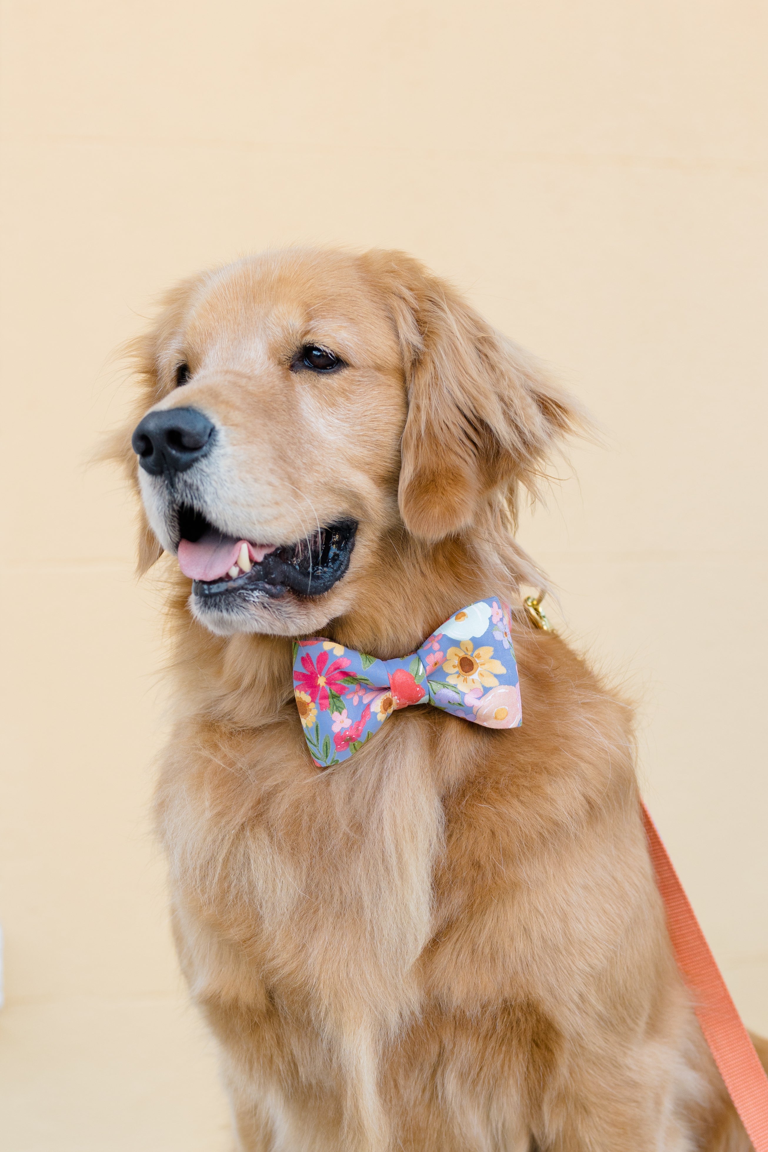 New Spring Collection