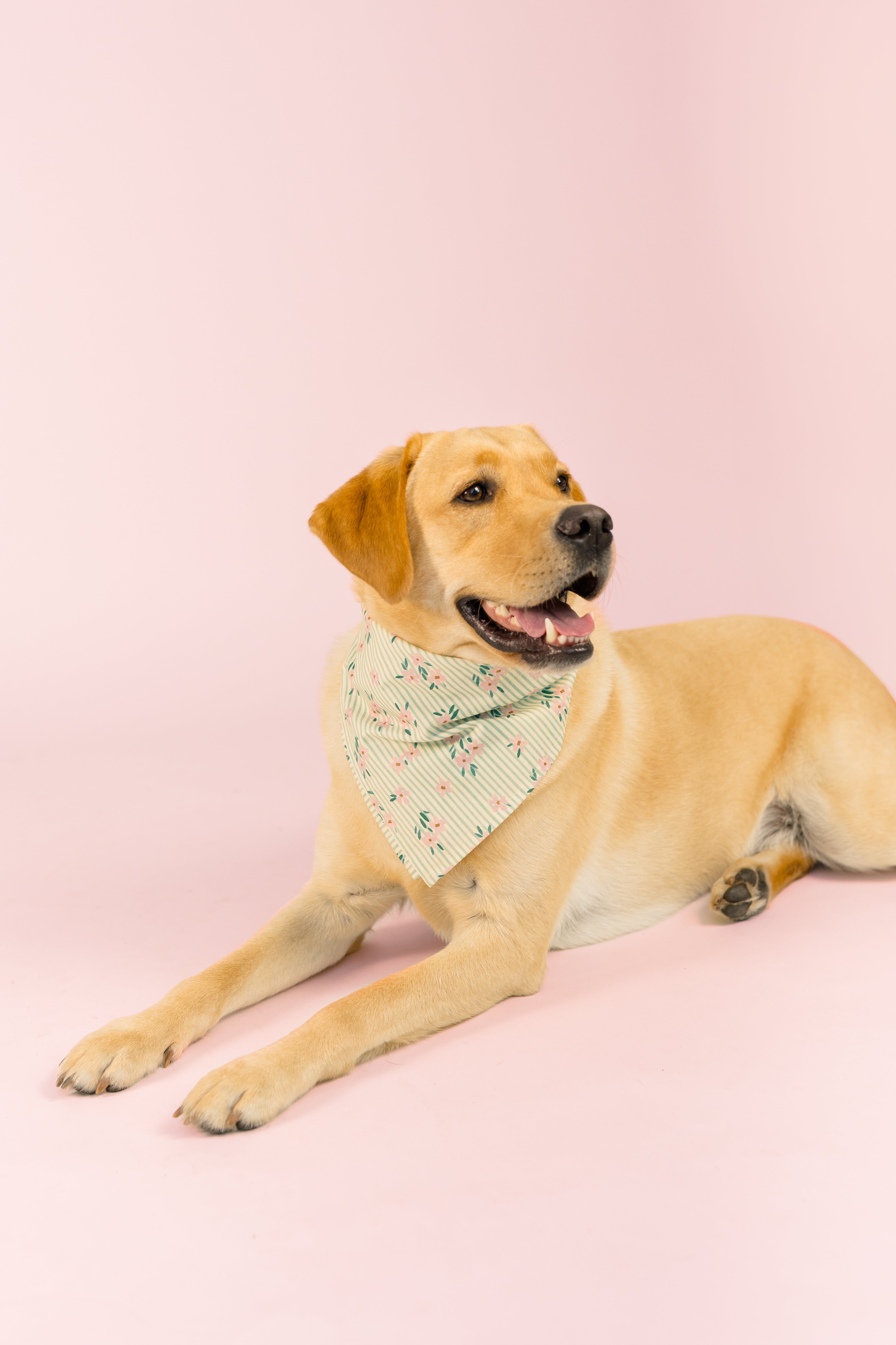 Southern Summer Collection