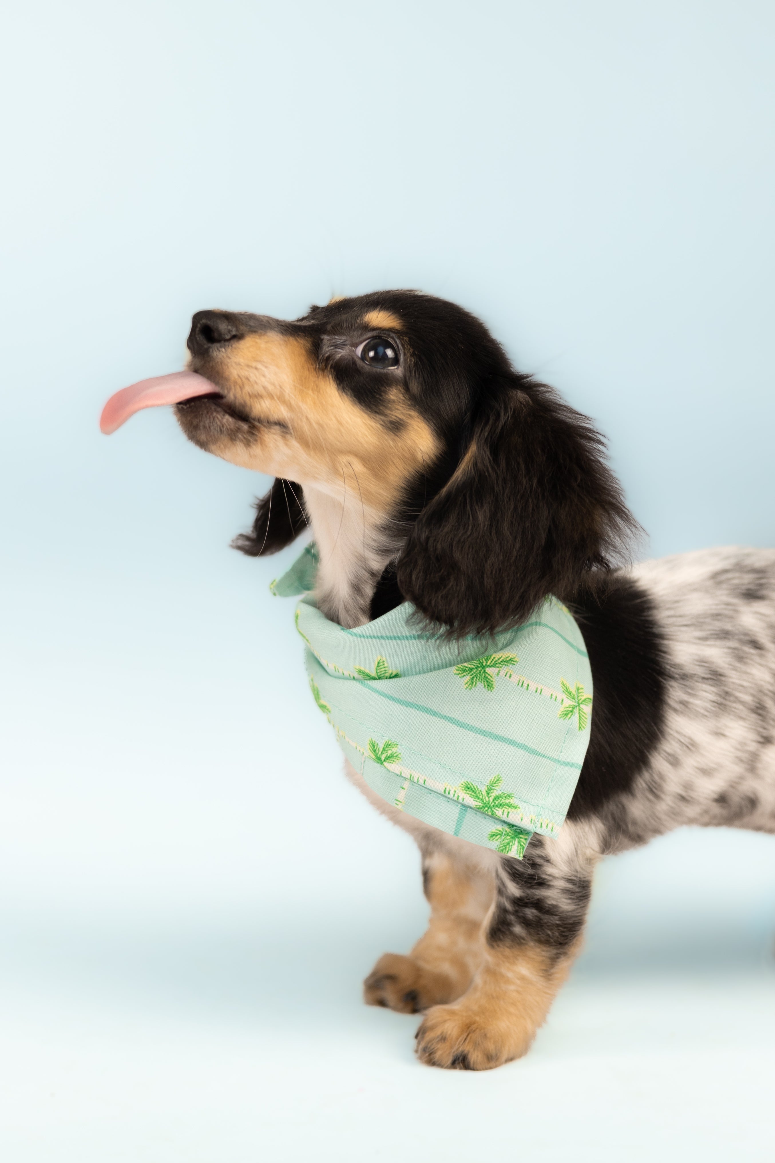 A small black and tan dapple dachshund puppy stands on a light blue background, wearing a mint green bandana with a palm tree print. The puppy has its tongue out in a playful pose, looking upward with bright eyes and floppy ears.