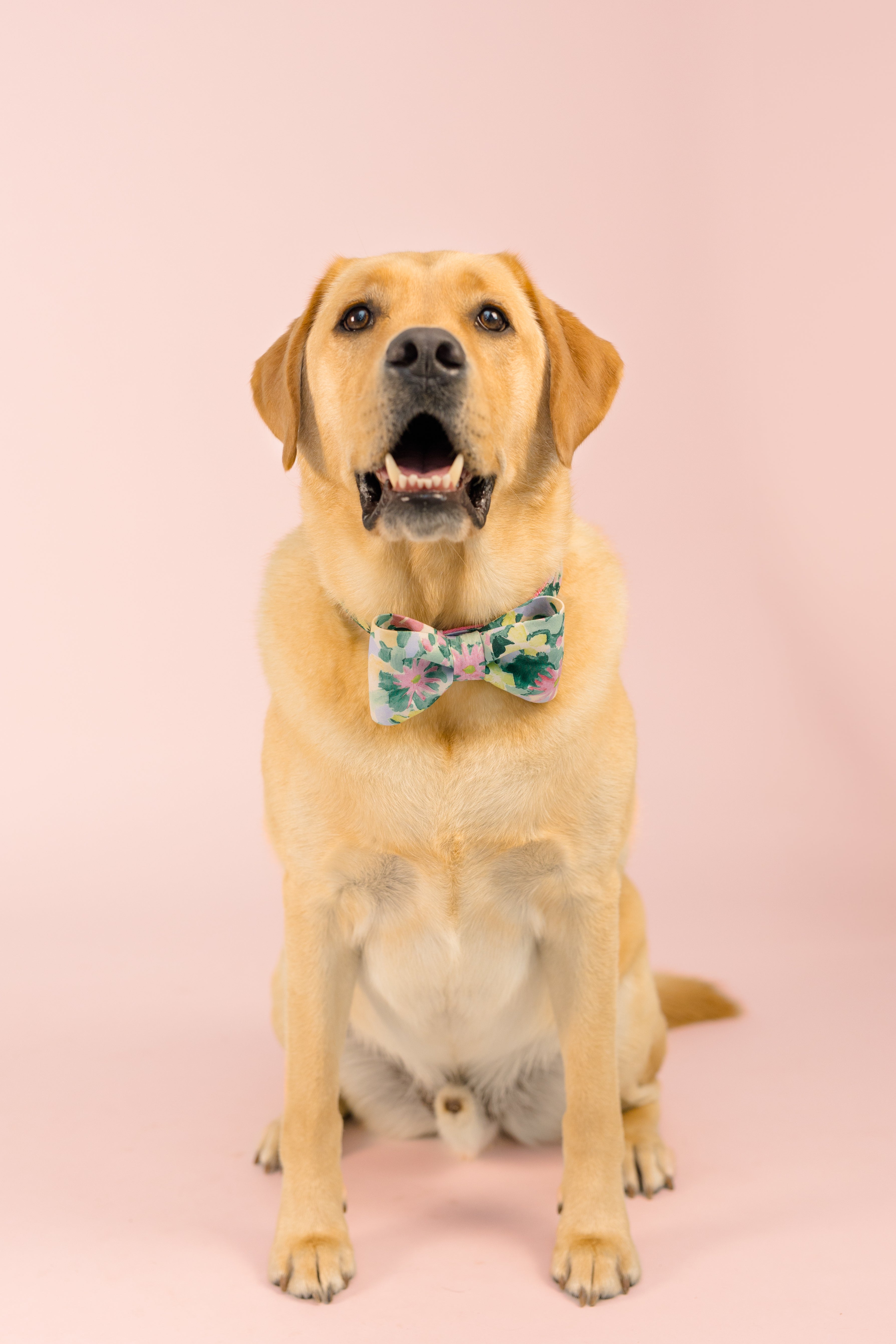Southern Summer Bow Tie Dog Collar Collection