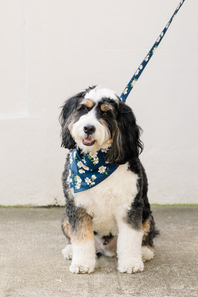 All Doggie Bandanas