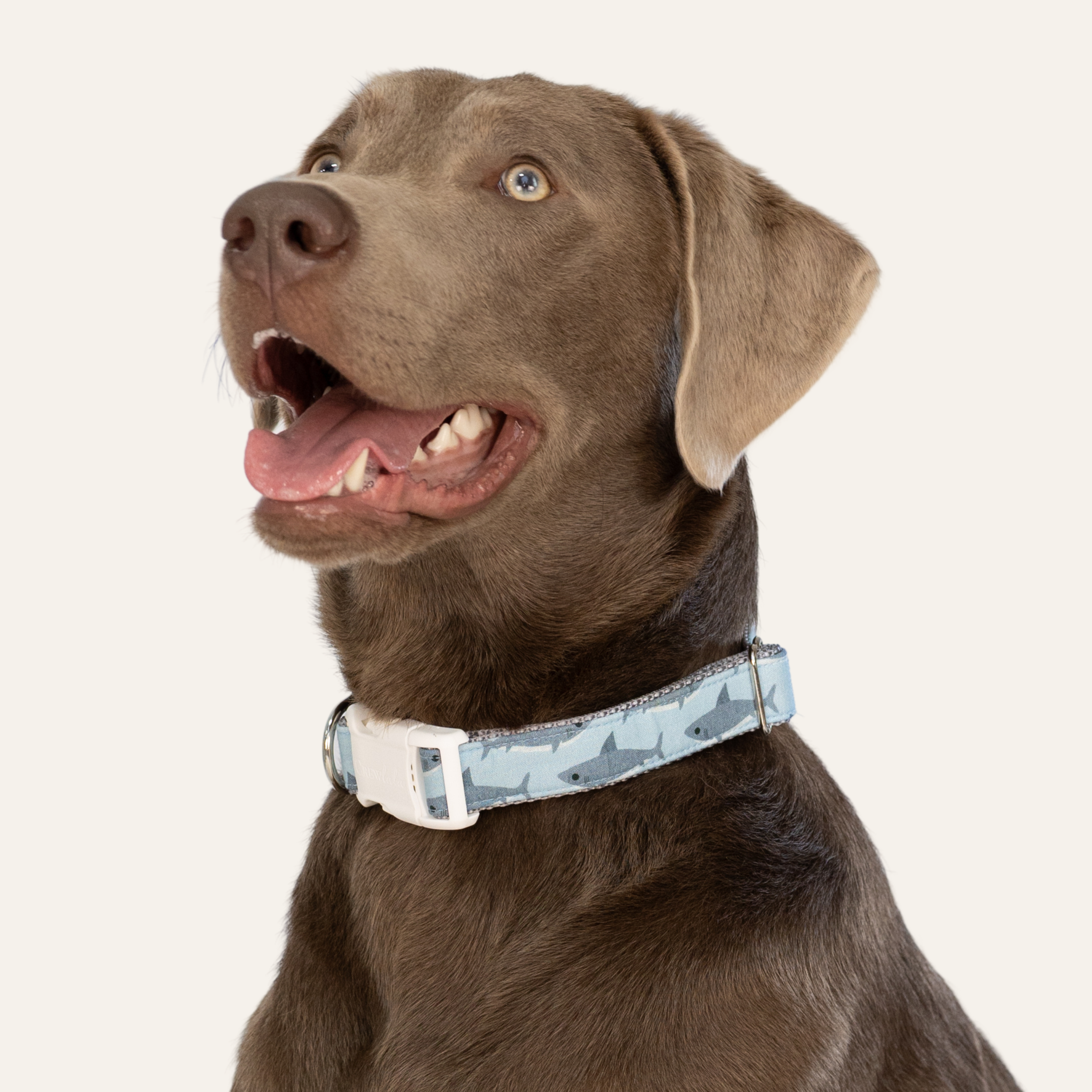 New! Dog Collars