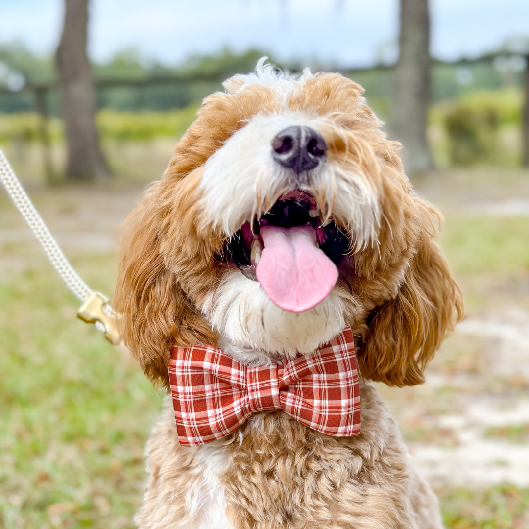 Maple Plaid Bow Tie Dog Collar - Crew LaLa