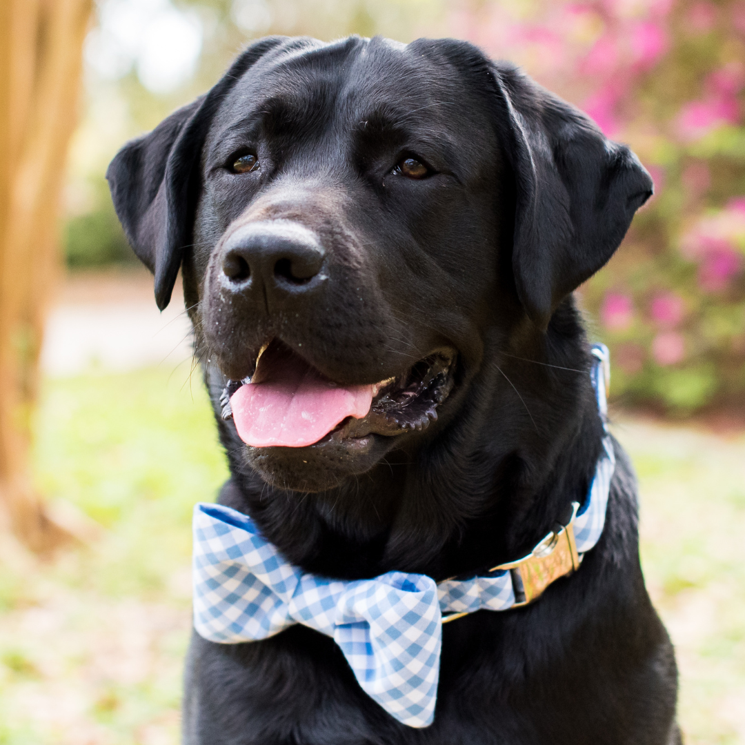 Close-up of a smiling black dog, likely a Labrador, dressed in a periwinkle and white plaid bow tie and matching collar. The lightweight cotton fabric stands out against the dog’s shiny black coat, and a gold-toned clasp is visible on the collar. Background is a natural park scene with hints of pink and green.