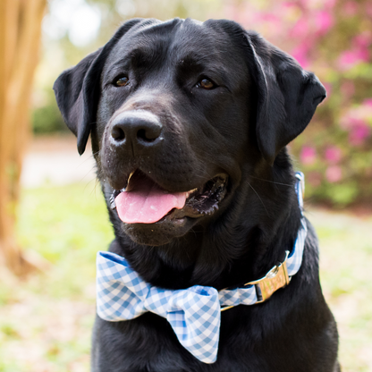 Close-up of a smiling black dog, likely a Labrador, dressed in a periwinkle and white plaid bow tie and matching collar. The lightweight cotton fabric stands out against the dog’s shiny black coat, and a gold-toned clasp is visible on the collar. Background is a natural park scene with hints of pink and green.