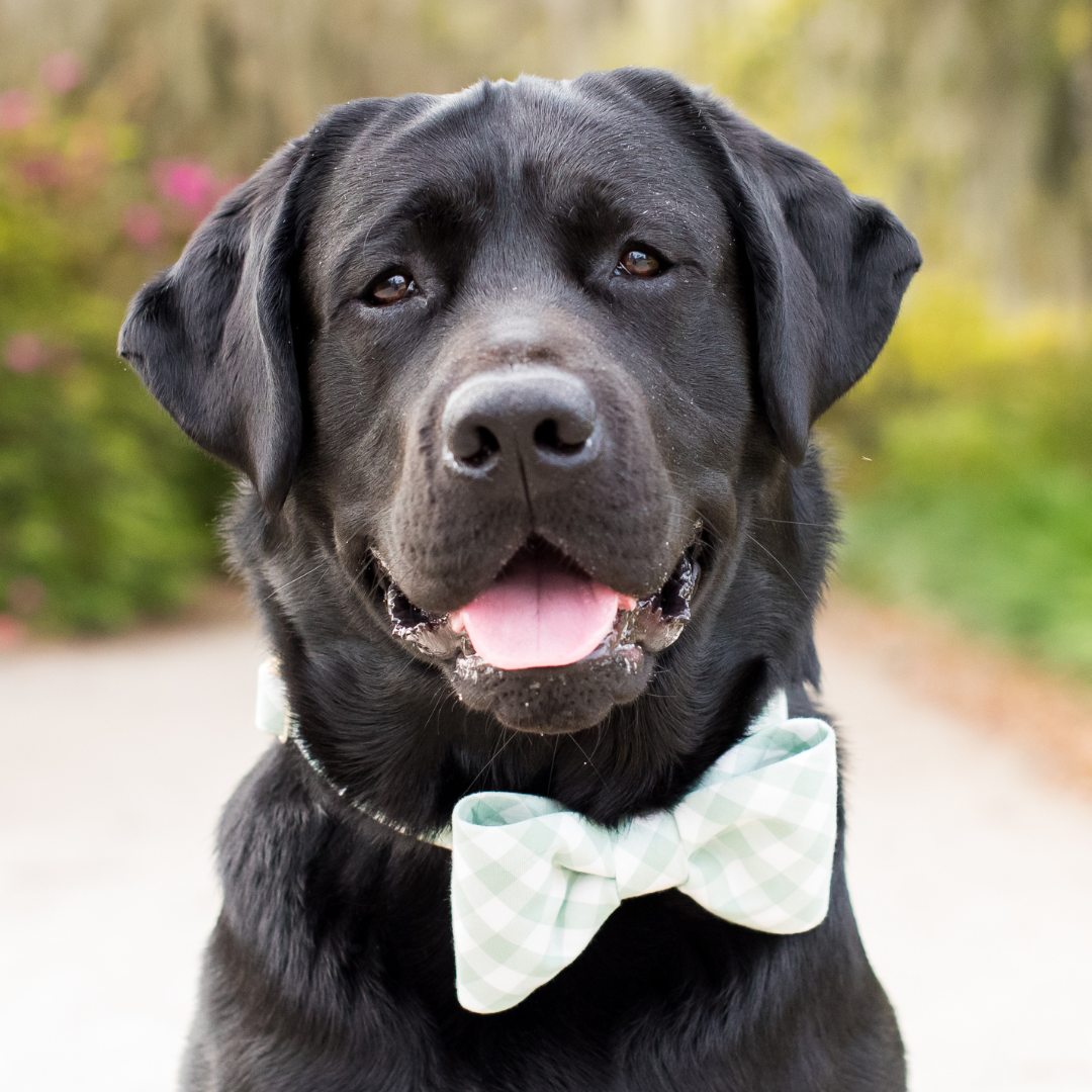 Sage Check Bow Tie Dog Collar
