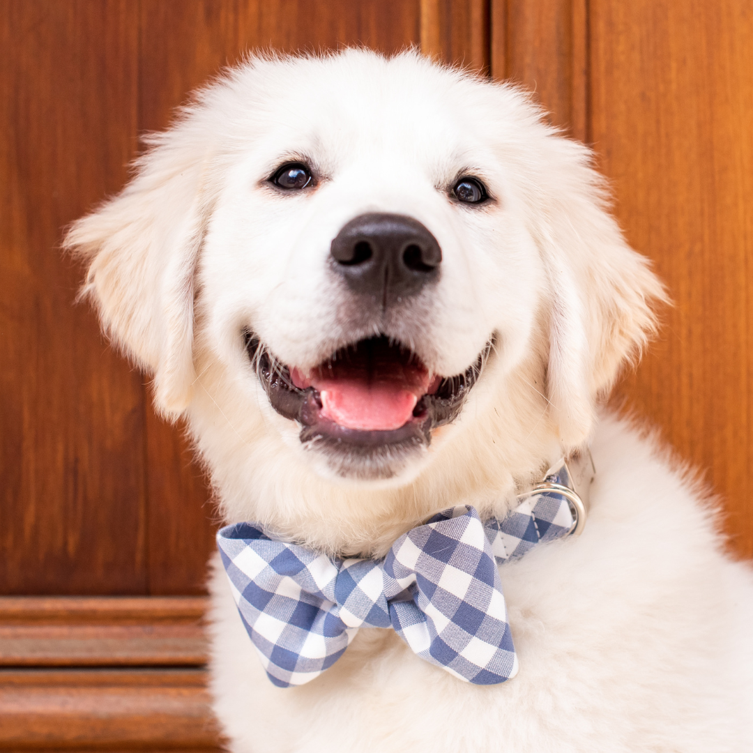 Slate Blue Check Bow Tie Dog Collar - Crew LaLa