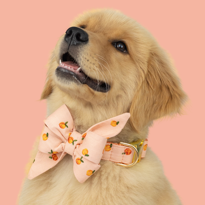 Carolina Peach Belle Bow Collar