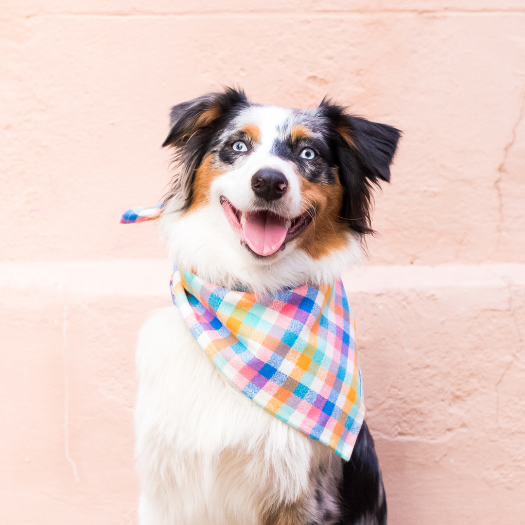 Jackson Flannel Dog Bandana