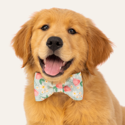 Best Buds Bow Tie Collar - Crew LaLa