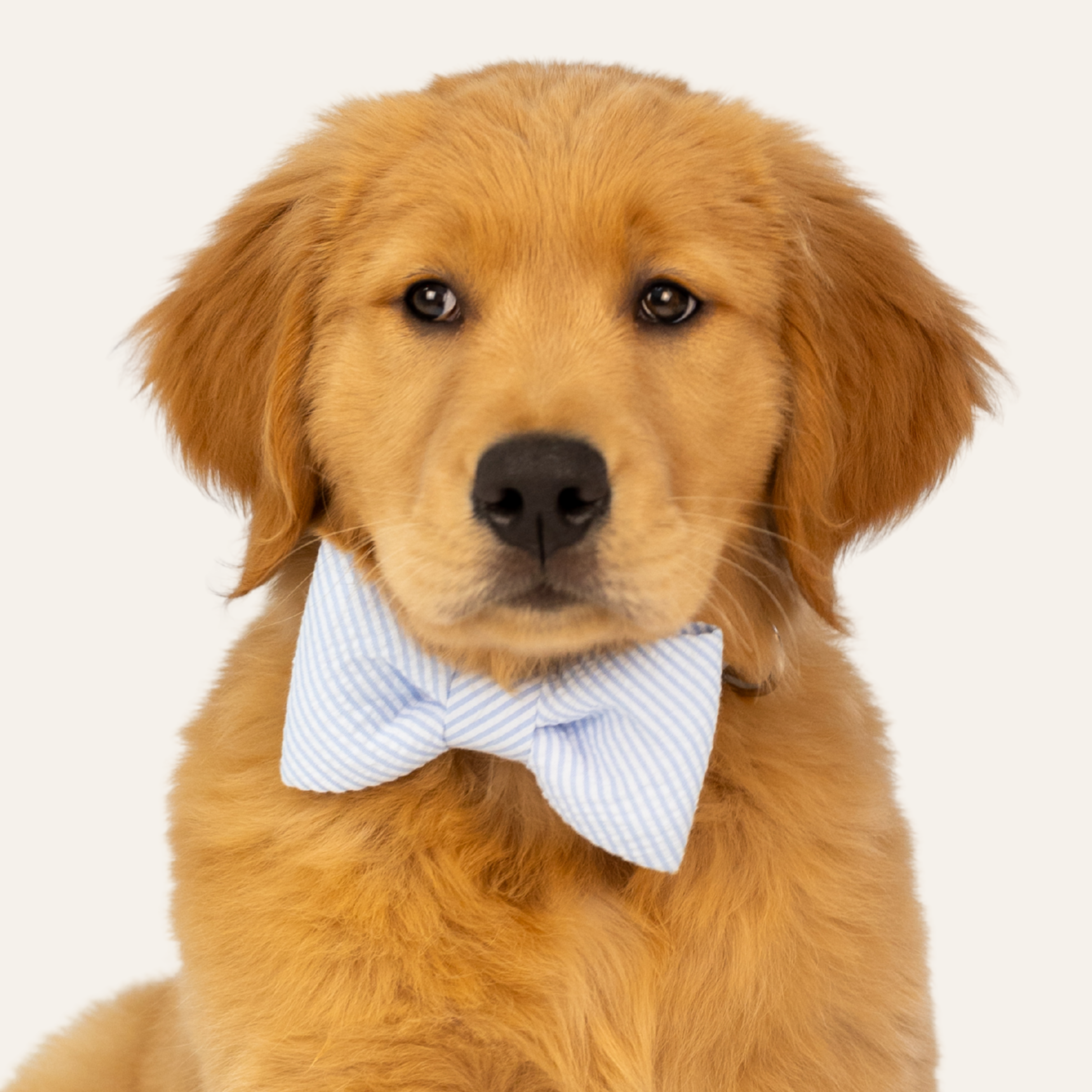 Light Blue Seersucker Bow Tie Dog Collar - Crew LaLa