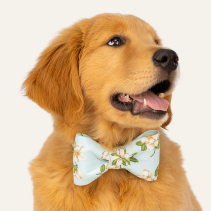 Sky Magnolia Bow Tie Collar - Crew LaLa