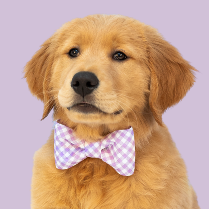 Violet Gingham Bow Tie Dog Collar
