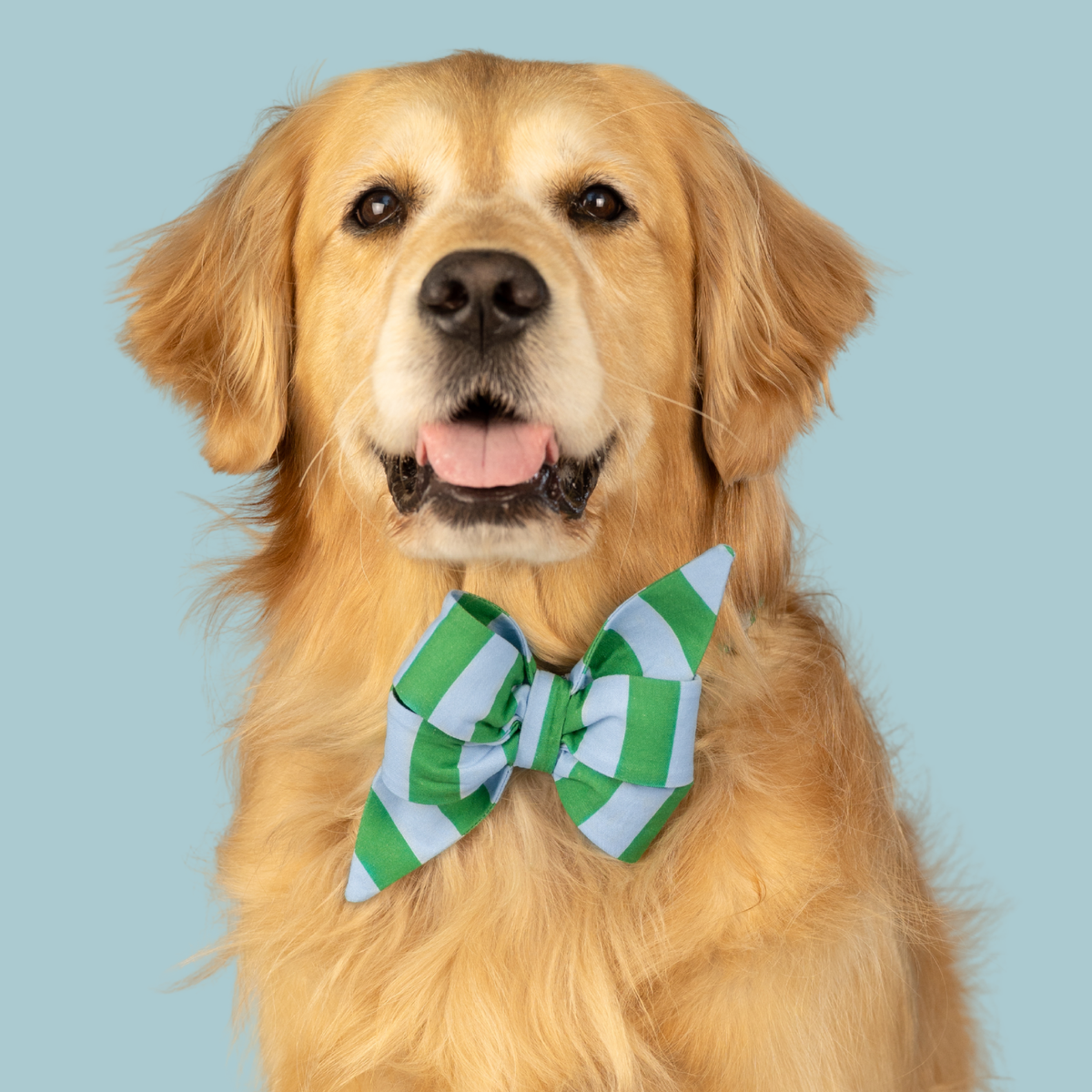 Cabana Stripes Belle Bow Collar
