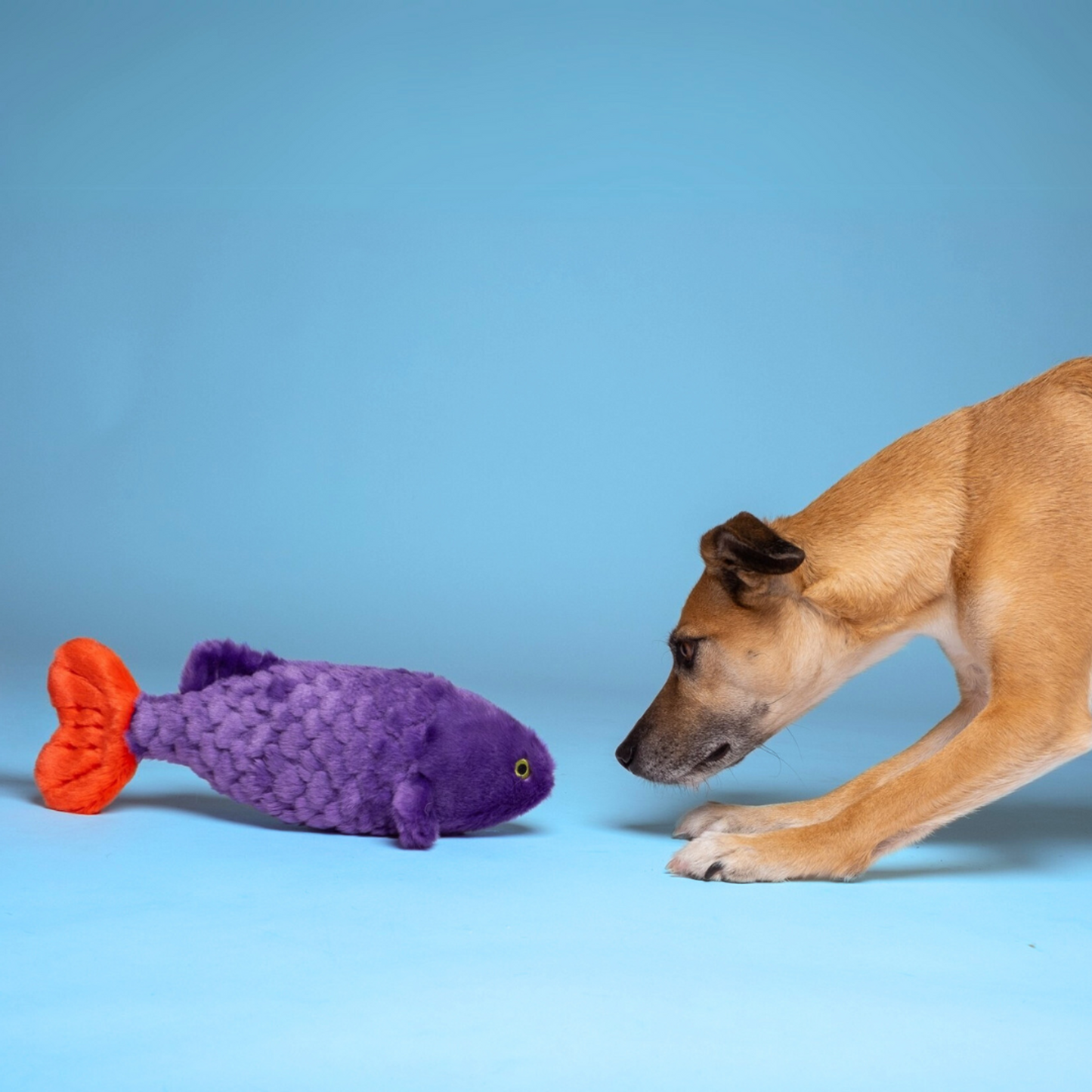Fluff & Tuff™ "Cici Tropical Fish" Dog Toy - Crew LaLa