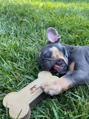 Natural Leather & Wool Bone Toy - 6" - Crew LaLa