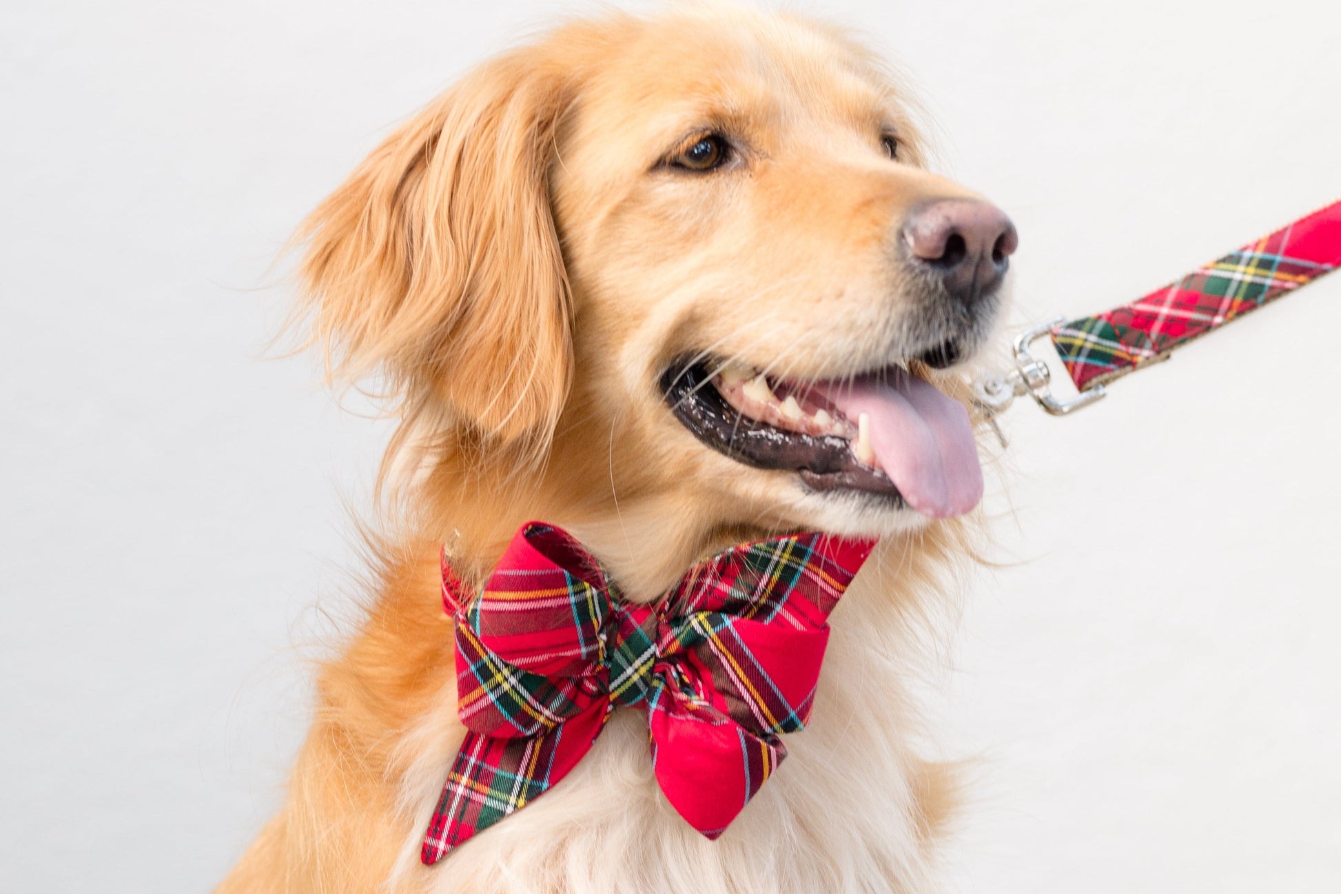 Scottish Tartan Belle Bow Dog Collar - Crew LaLa