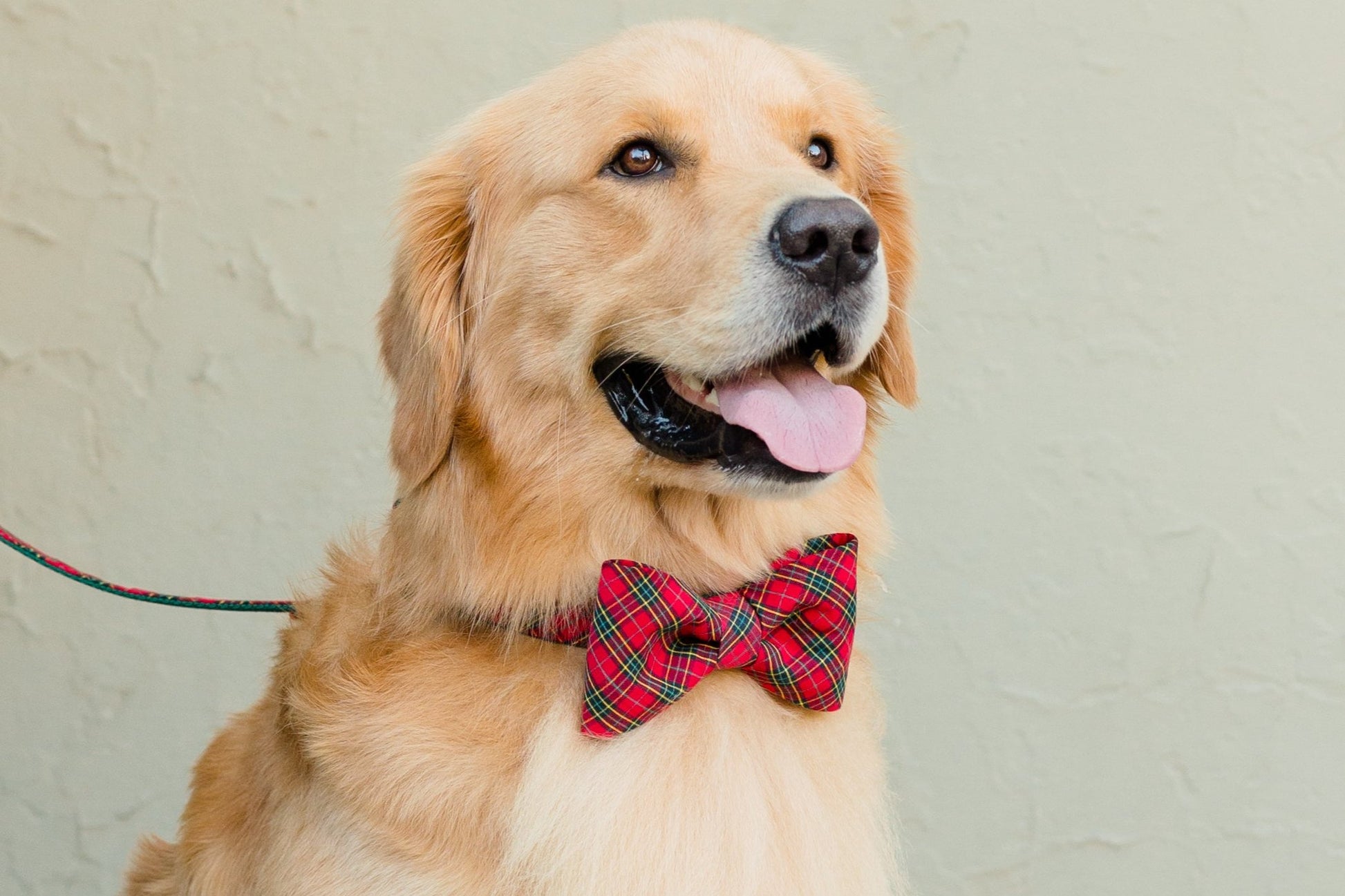 Beaufain Plaid Bow Tie Dog Collar - Crew LaLa