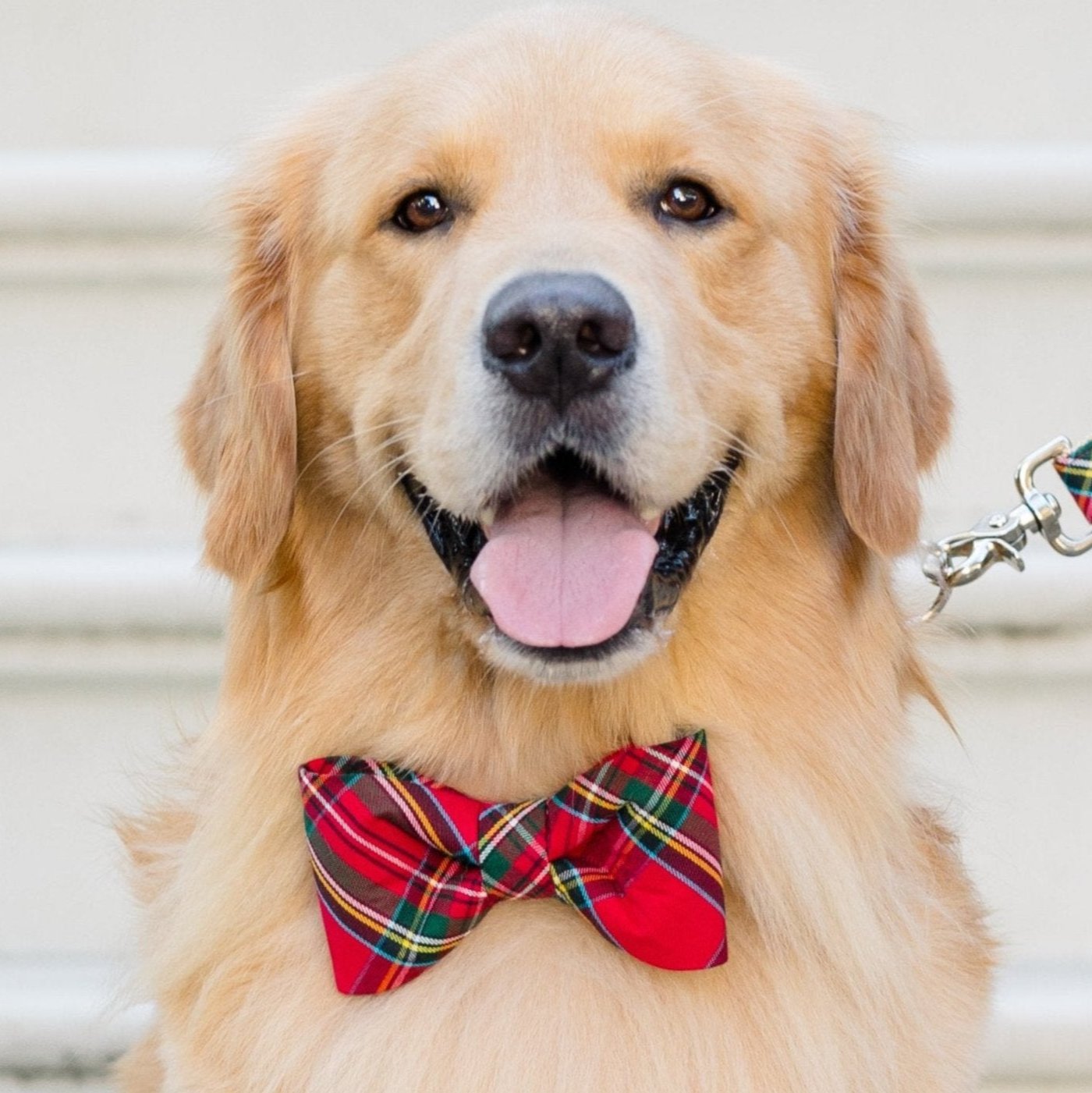 Scottish Tartan Bow Tie Dog Collar Crew LaLa