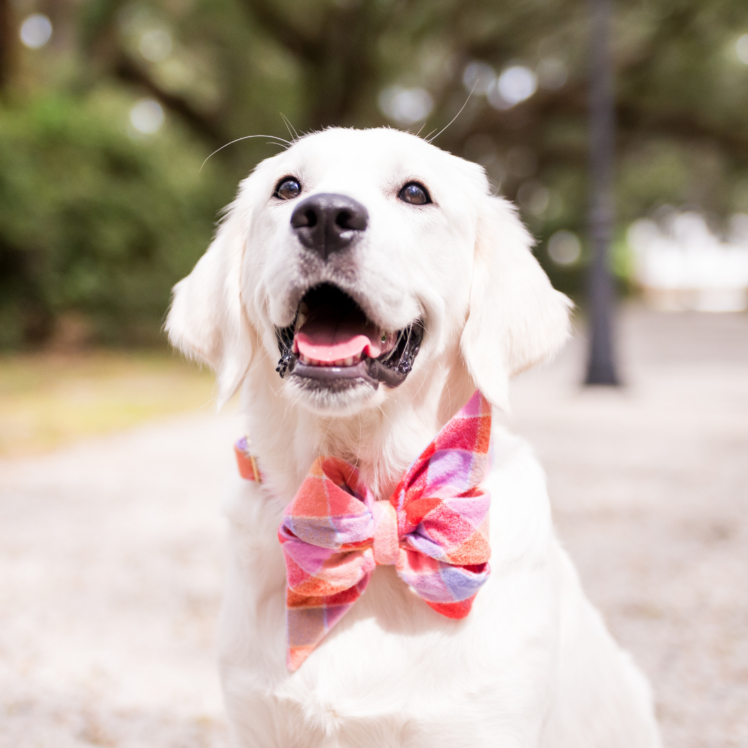 Fruit Punch Flannel Belle Bow Dog Collar