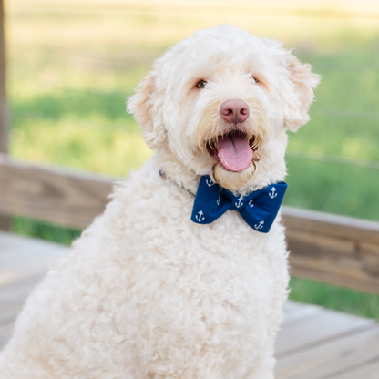 Navy Anchors Bow Tie Dog Collar - Crew LaLa