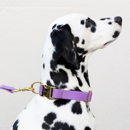 Purple Biothane Collar - Crew LaLa