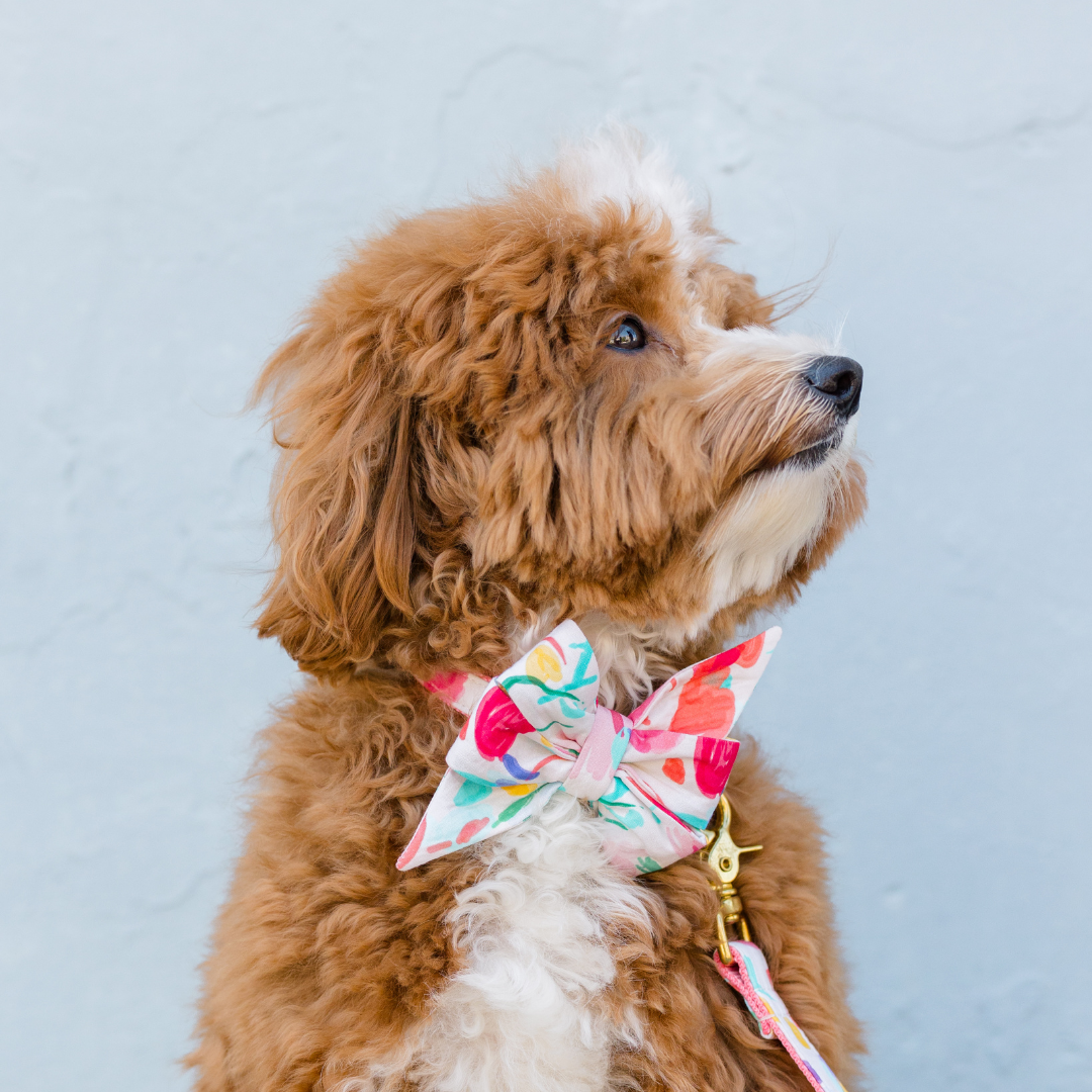 90's Party Belle Bow Dog Collar - Crew LaLa