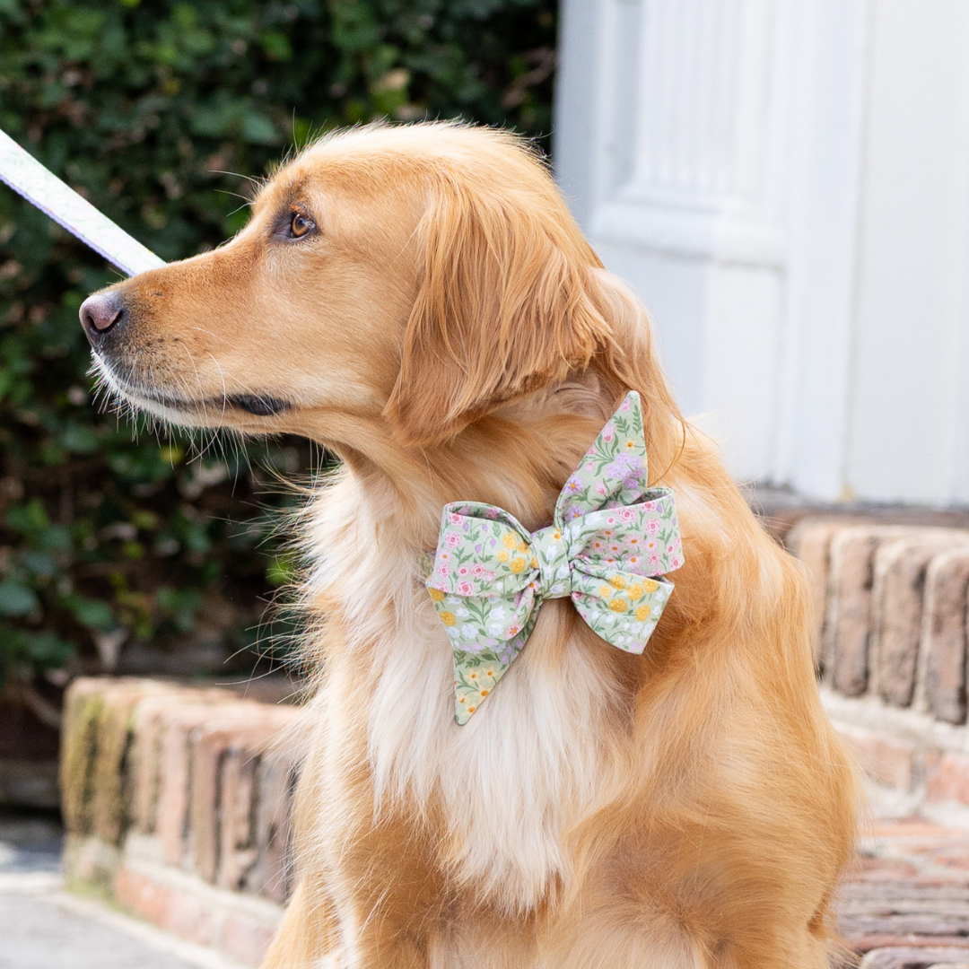 Green Meadow Belle Bow Collar - Crew LaLa