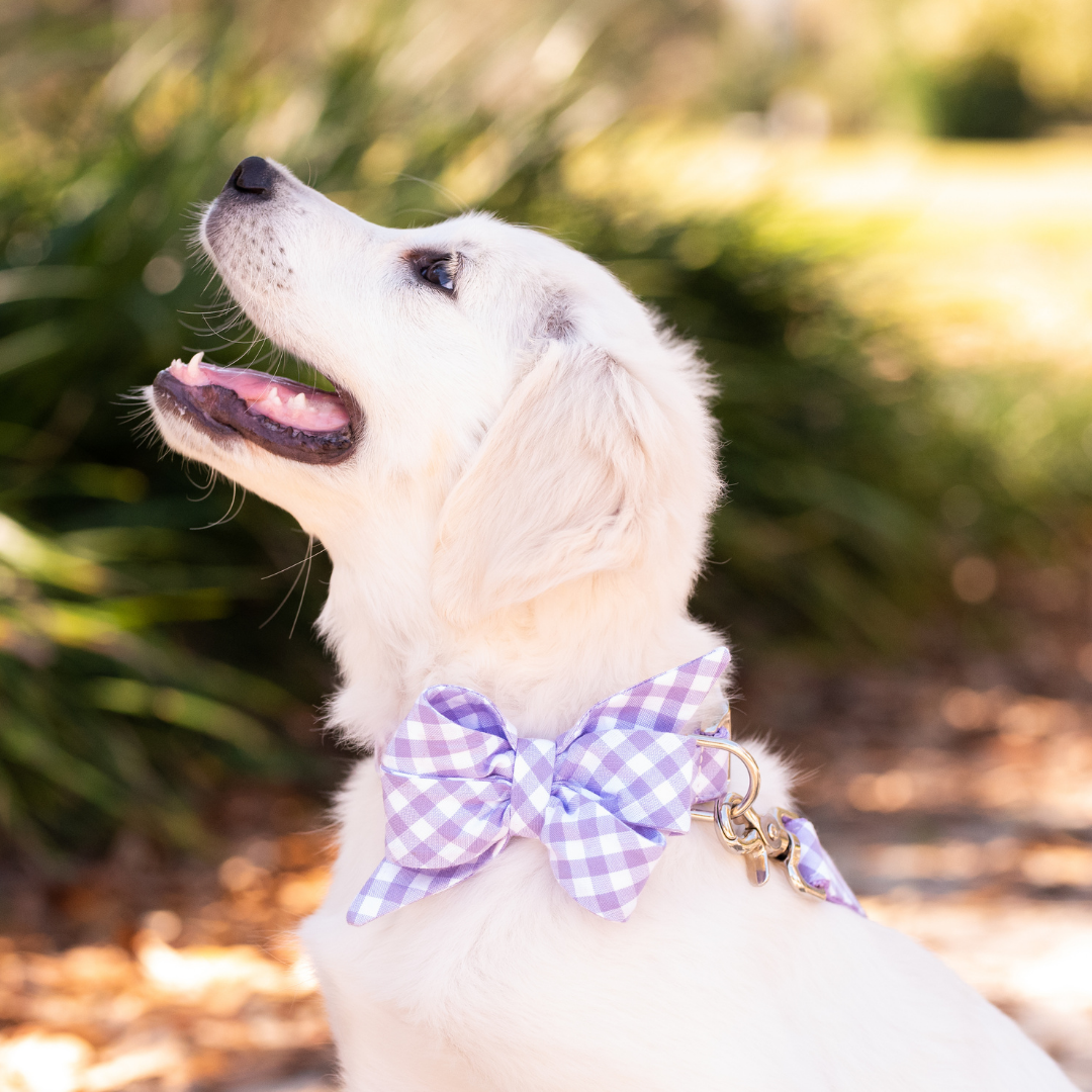 Lavender Picnic Plaid Belle Bow Dog Collar - Crew LaLa