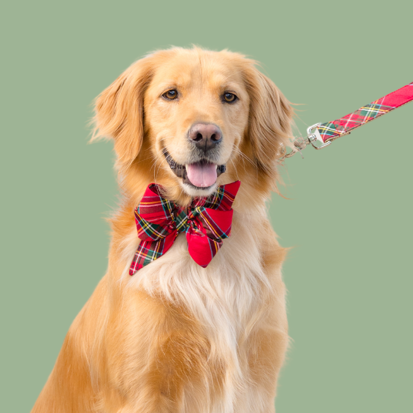 Pink Primrose Belle Bow Dog Collar Crew LaLa