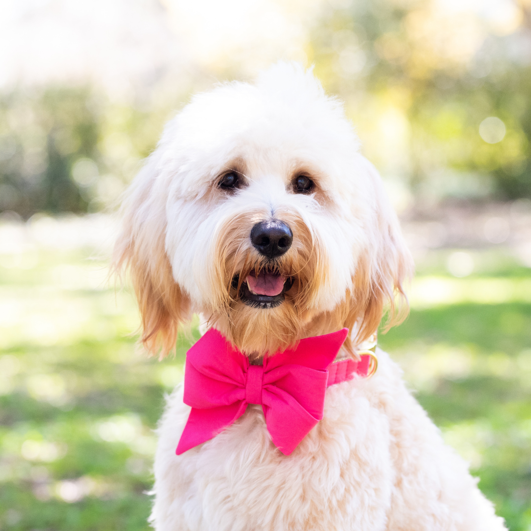 Azalea Pink Belle Bow Dog Collar - Crew LaLa