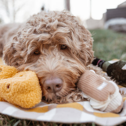 FROMAGE // ENRICHMENT DOG TOY // SNUFFLE TOY - Crew LaLa