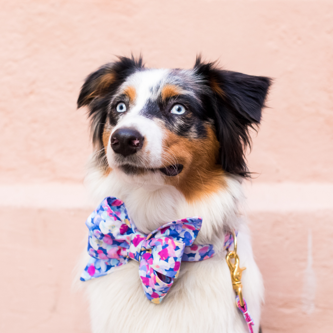Violet Petals Belle Bow Dog Collar