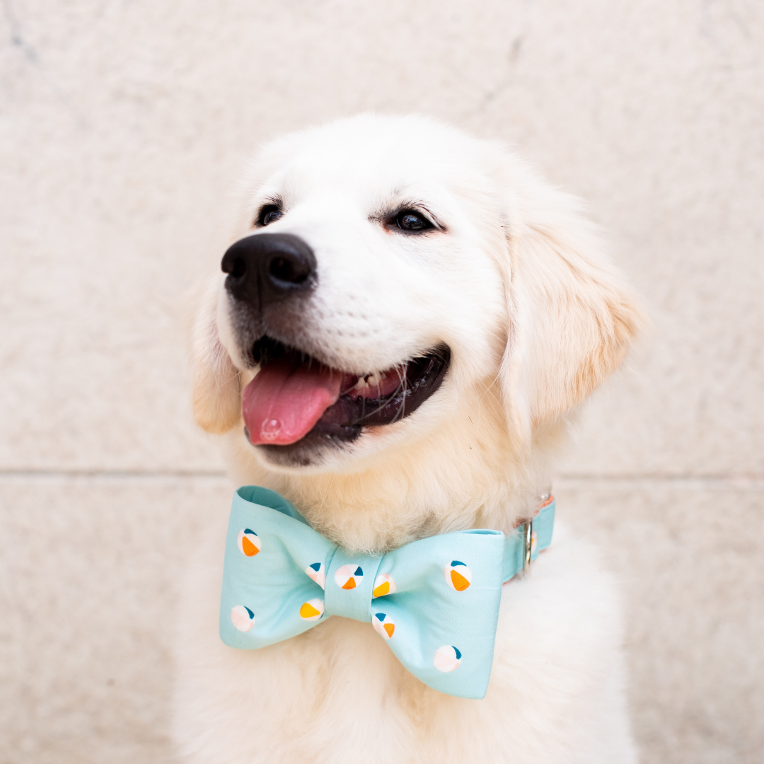 Beach Balls Bow Tie Dog Collar