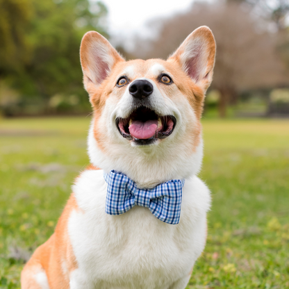 Bennett Blue Gingham Bow Tie Collar - Crew LaLa