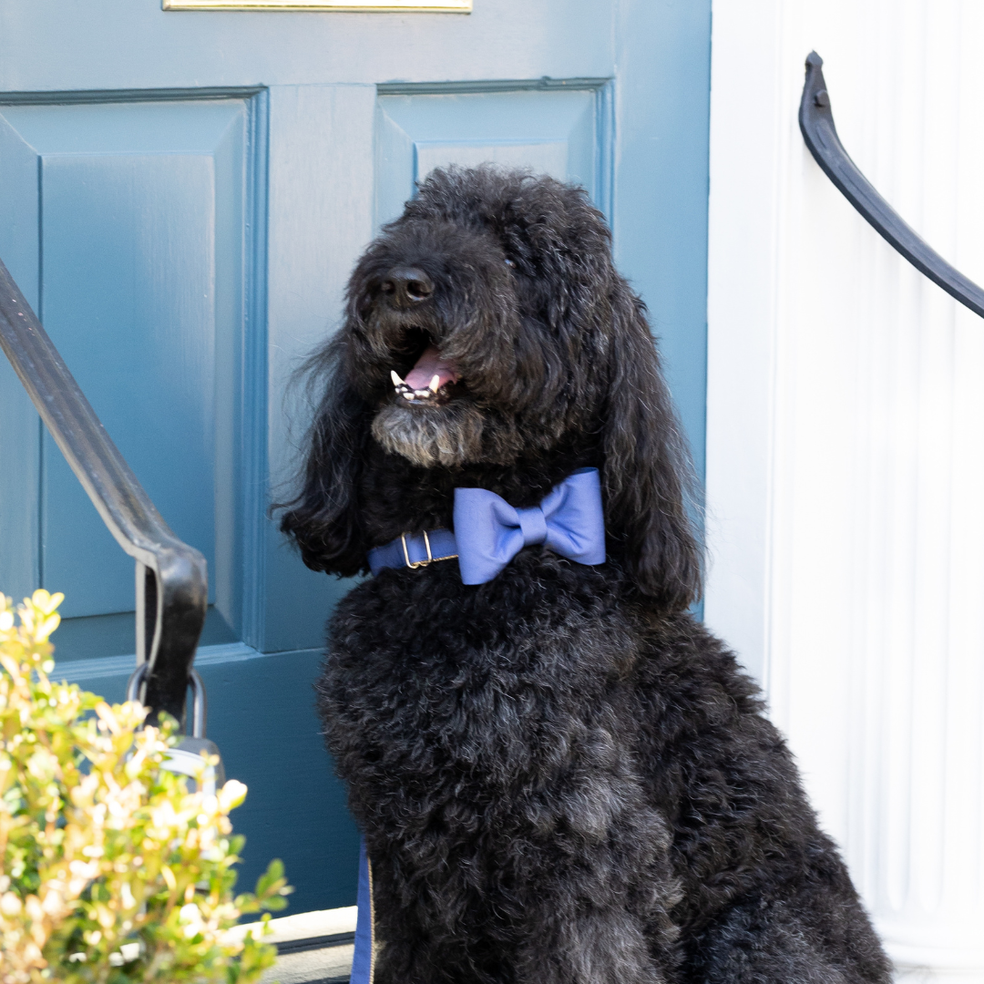 Berry Blue Bow Tie Dog Collar - Crew LaLa