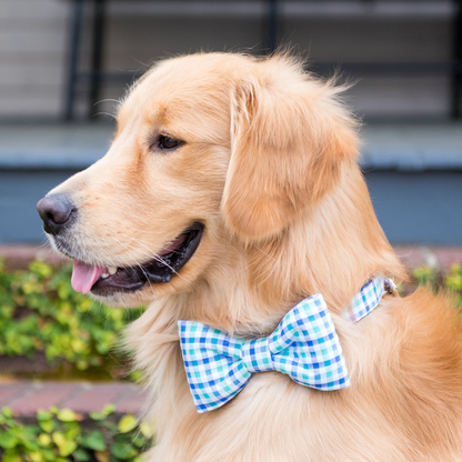 Cali Check Bow Tie Dog Collar - Crew LaLa