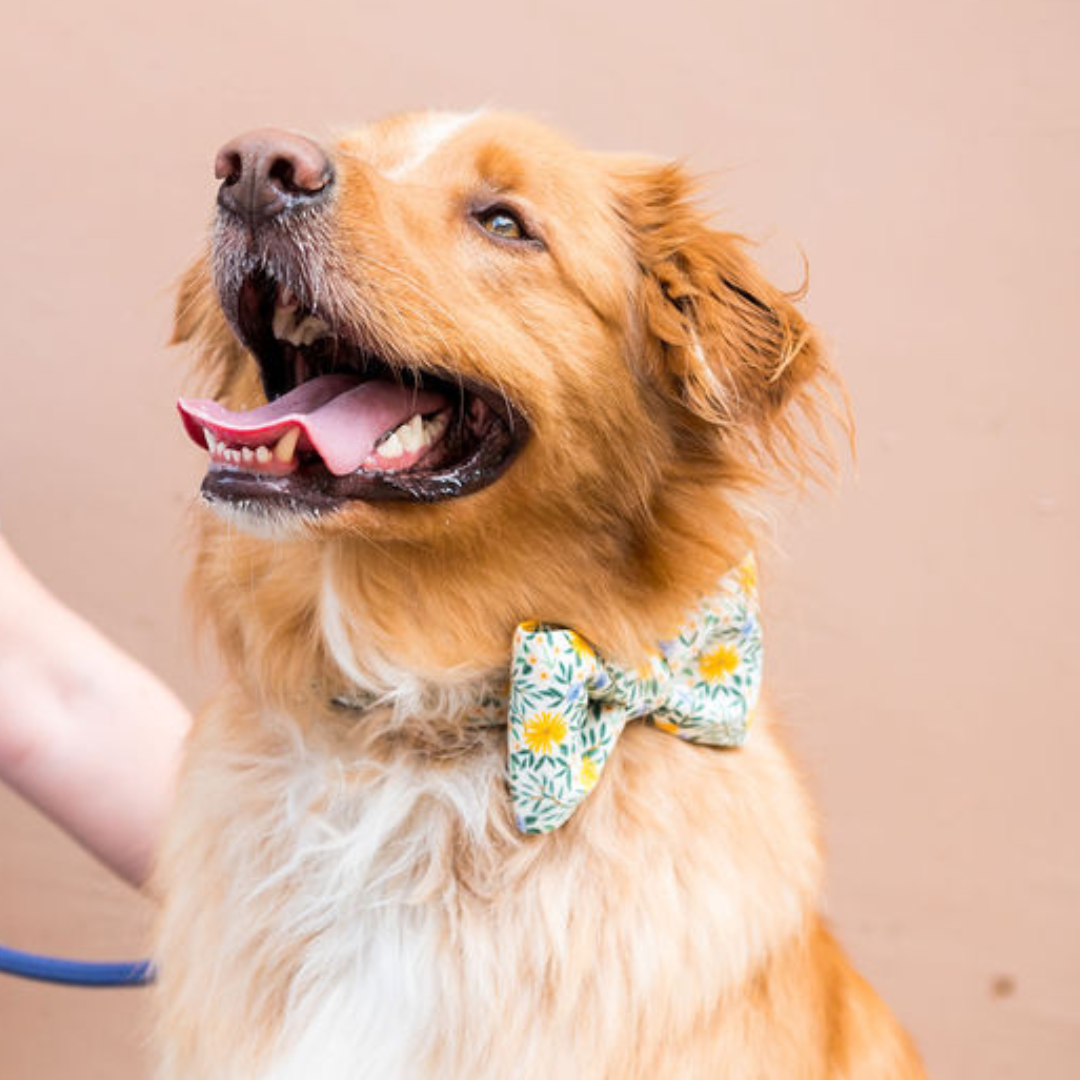 Dandy Fields Bow Tie Dog Collar